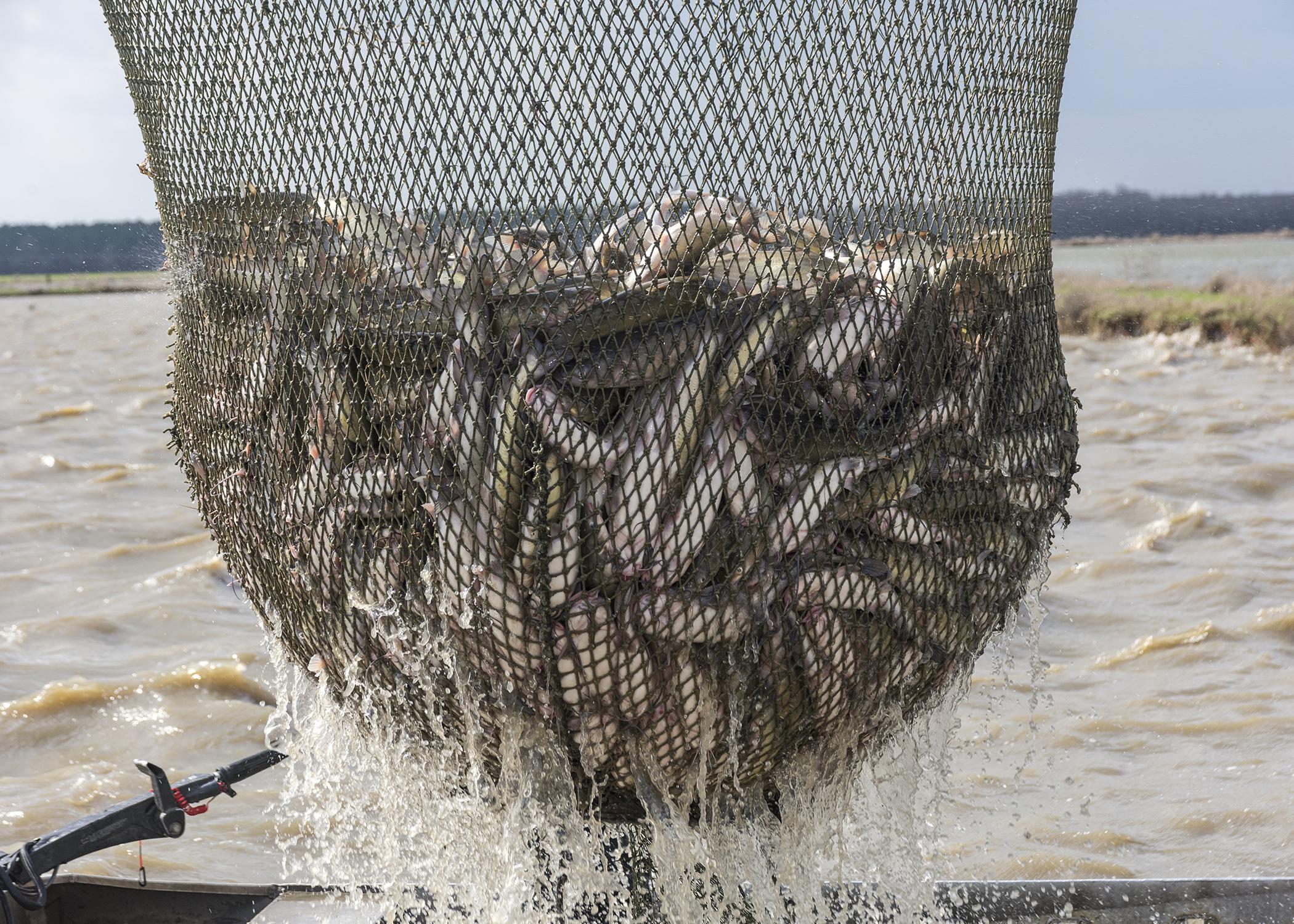 A batch of live catfish is caught in a net.