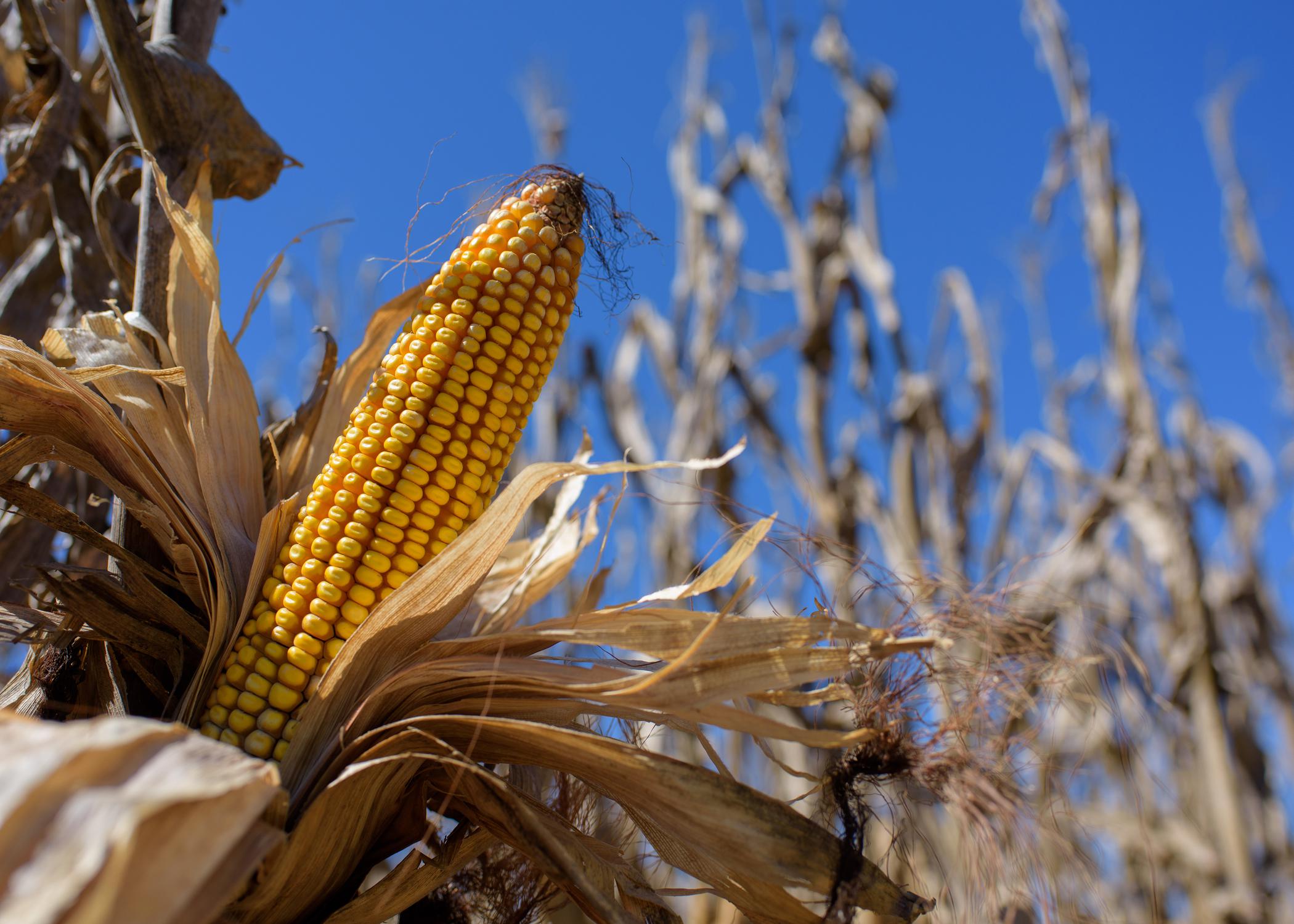A close-up of an ear of corn.
