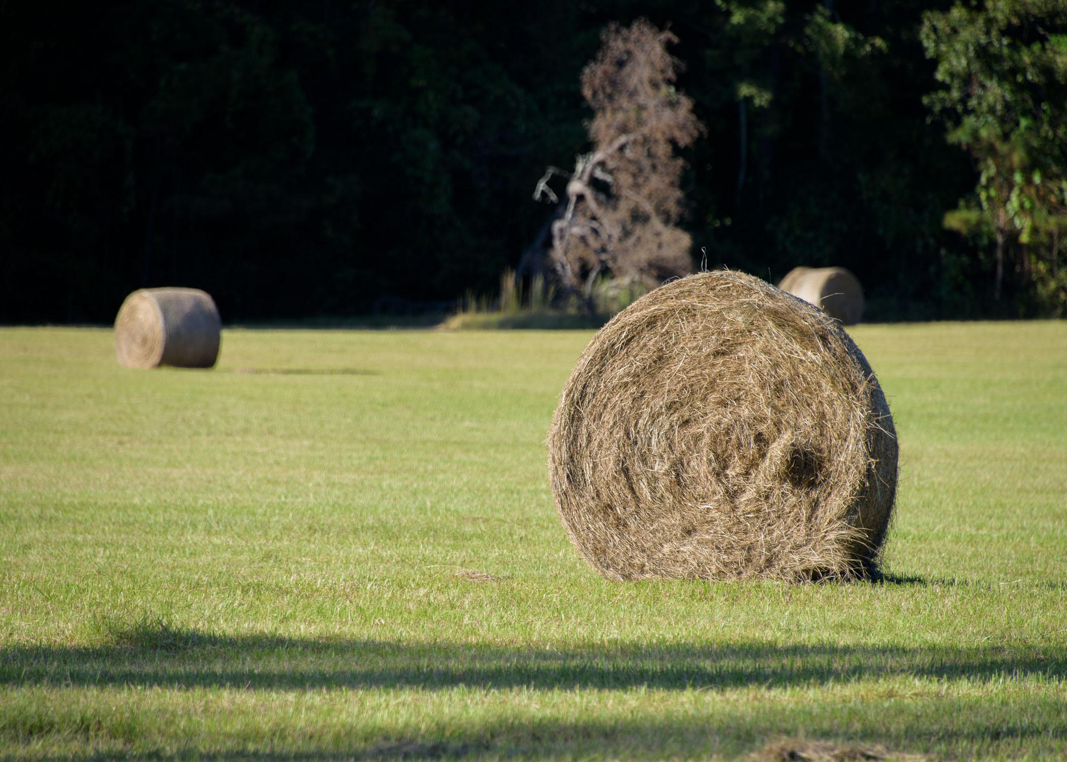 A bale of round hay in a mostly empty field.