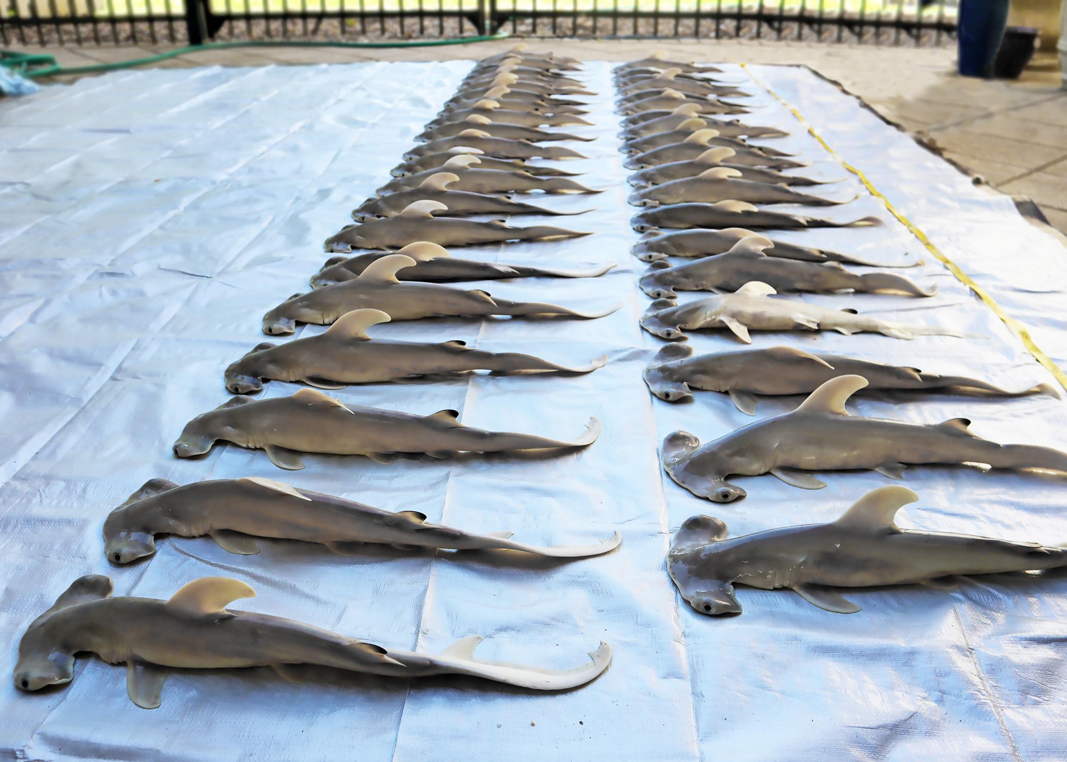 Two rows of deceased hammerhead baby sharks on top of a tarp