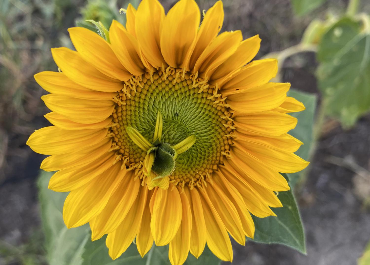 A large, yellow bloom.