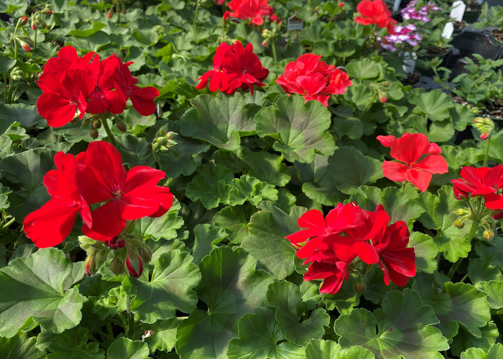 A cluster of red blooms is surrounded by green leaves.