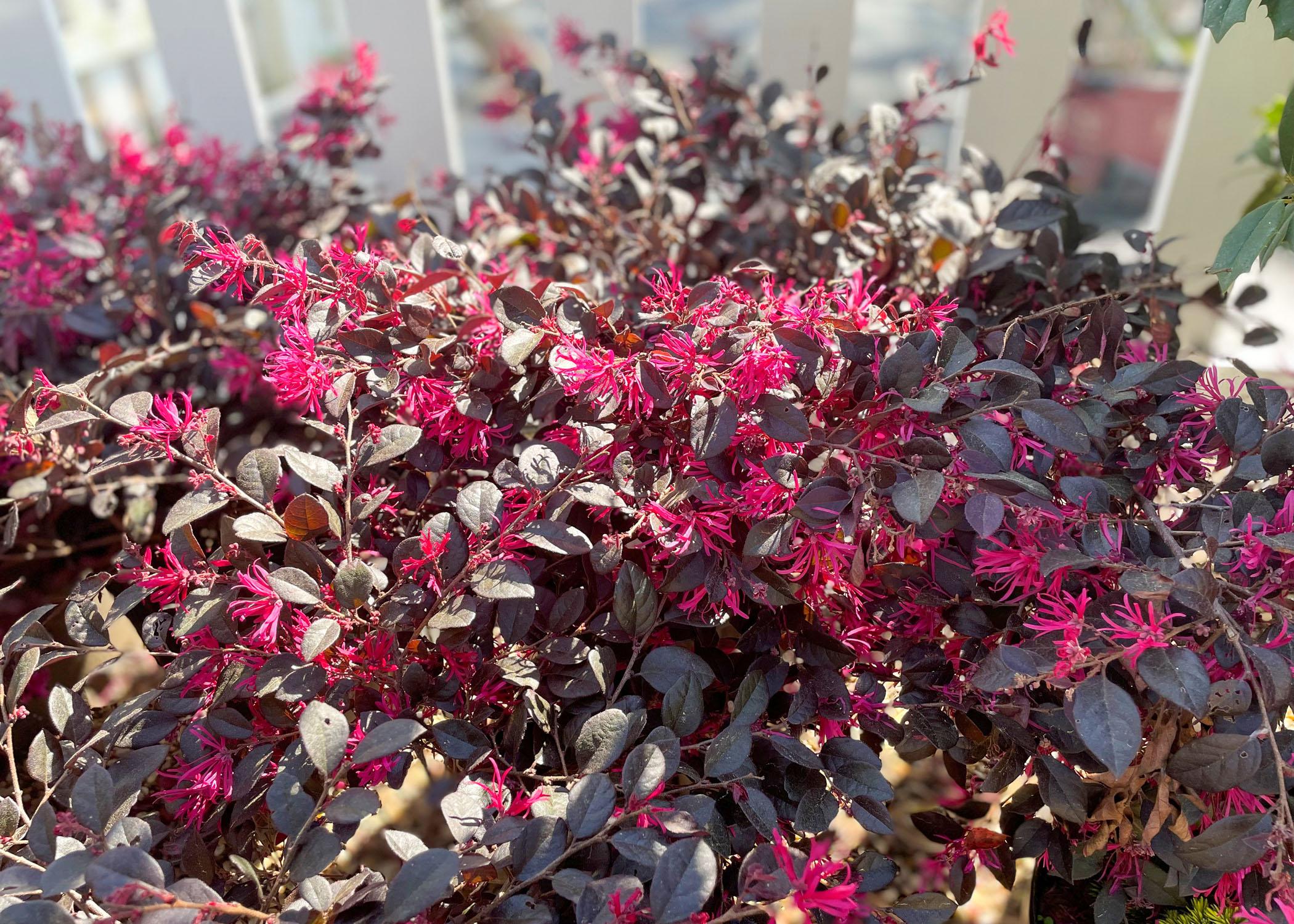 A dark shrub is covered in pink blooms.