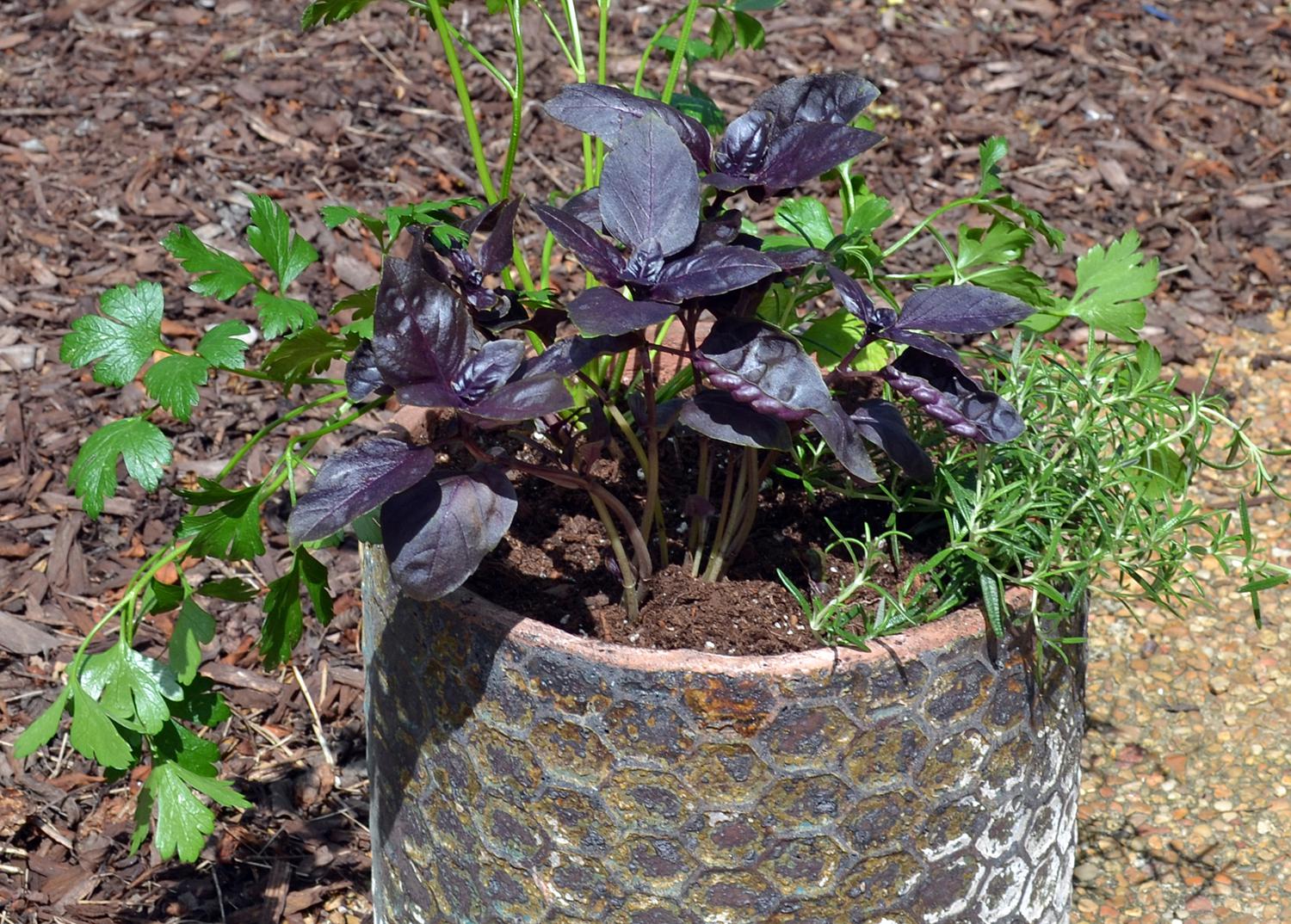 Green and purple herbs grow in a garden container.