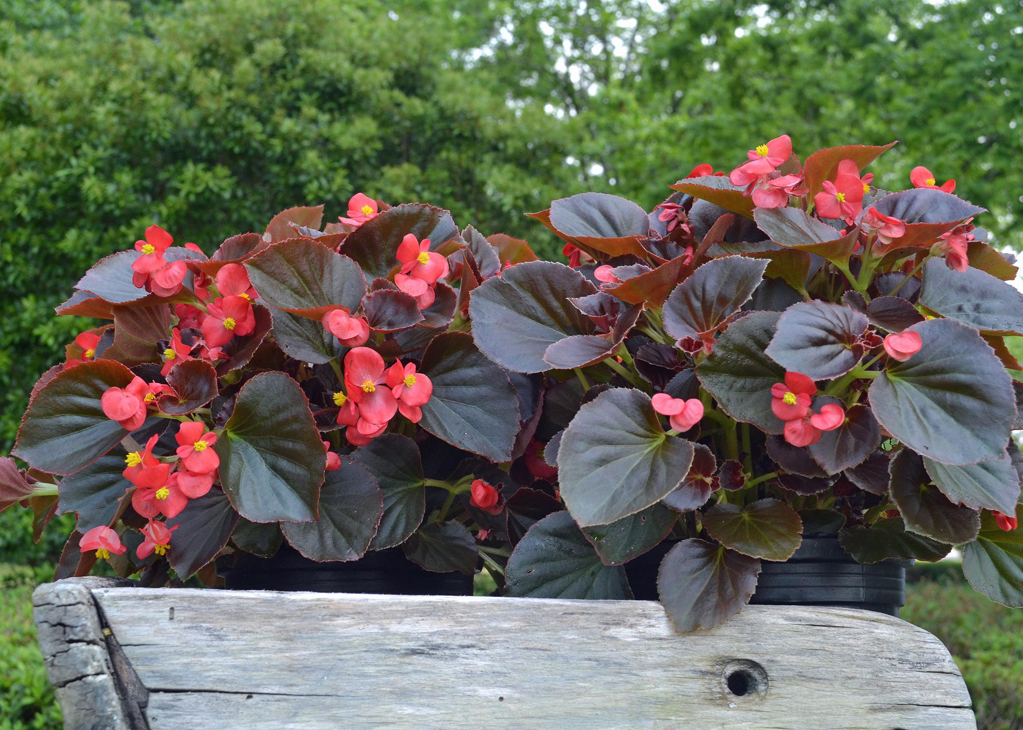 Plants with purple leaves and red flowers are in a wooden tray.