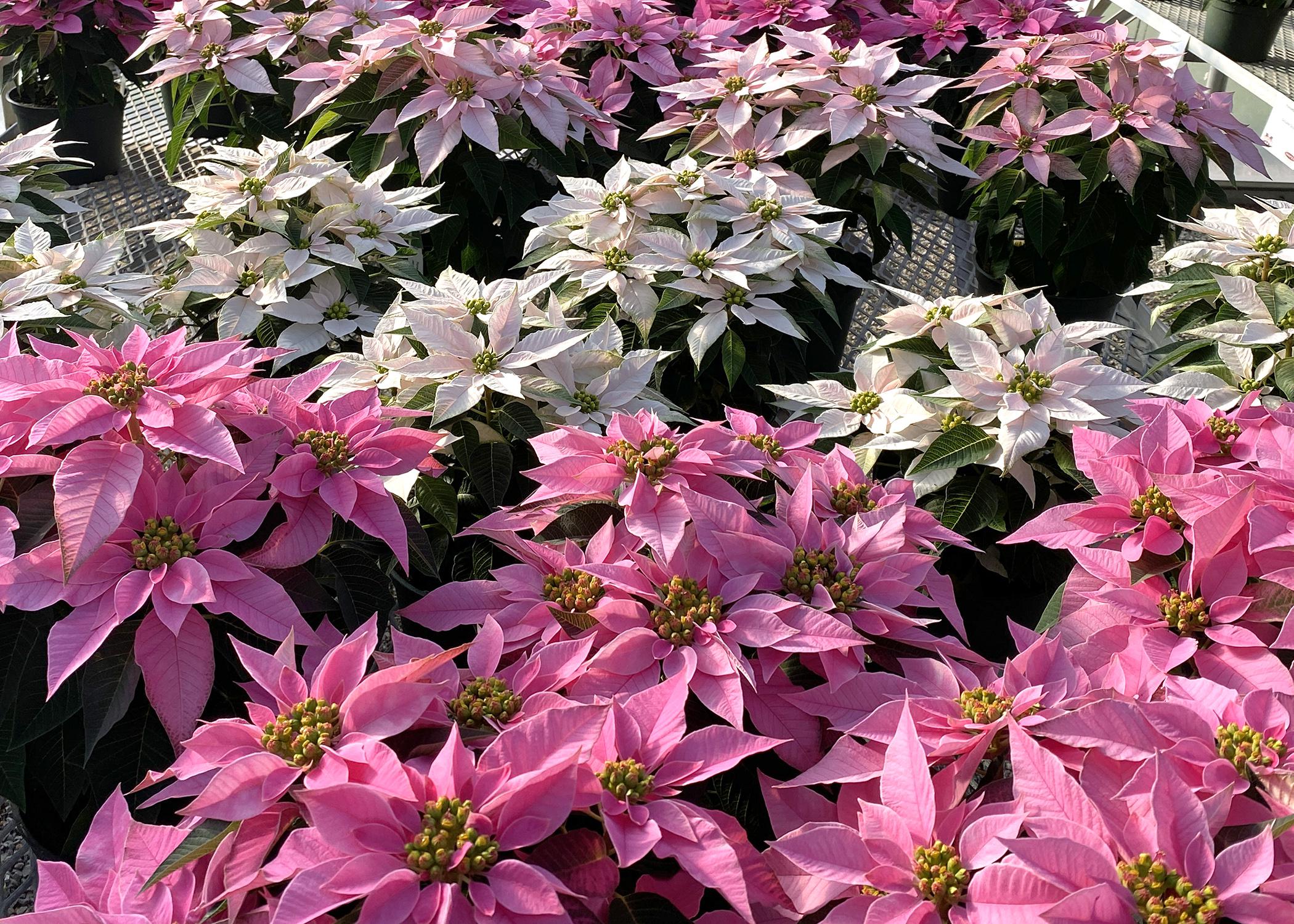 These poinsettias have white or pink bracts.