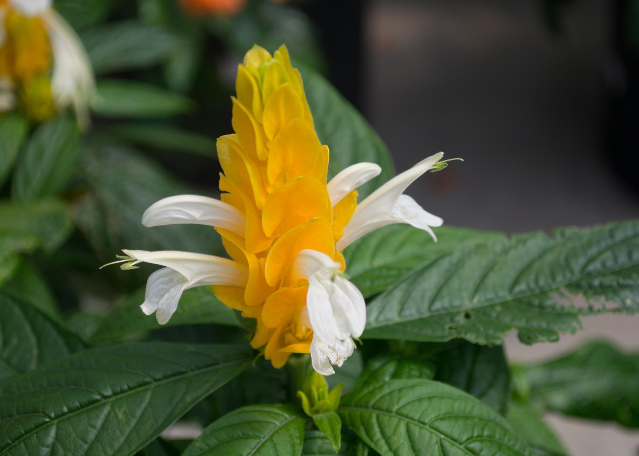 A yellow upright bract has small white flowers.