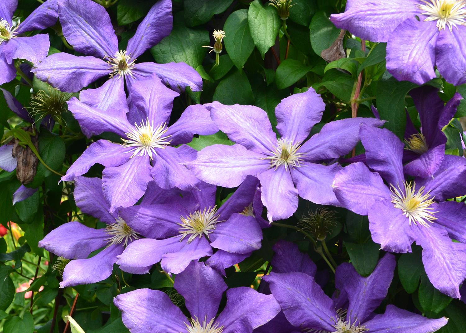 Large, purple flowers cover a vine.