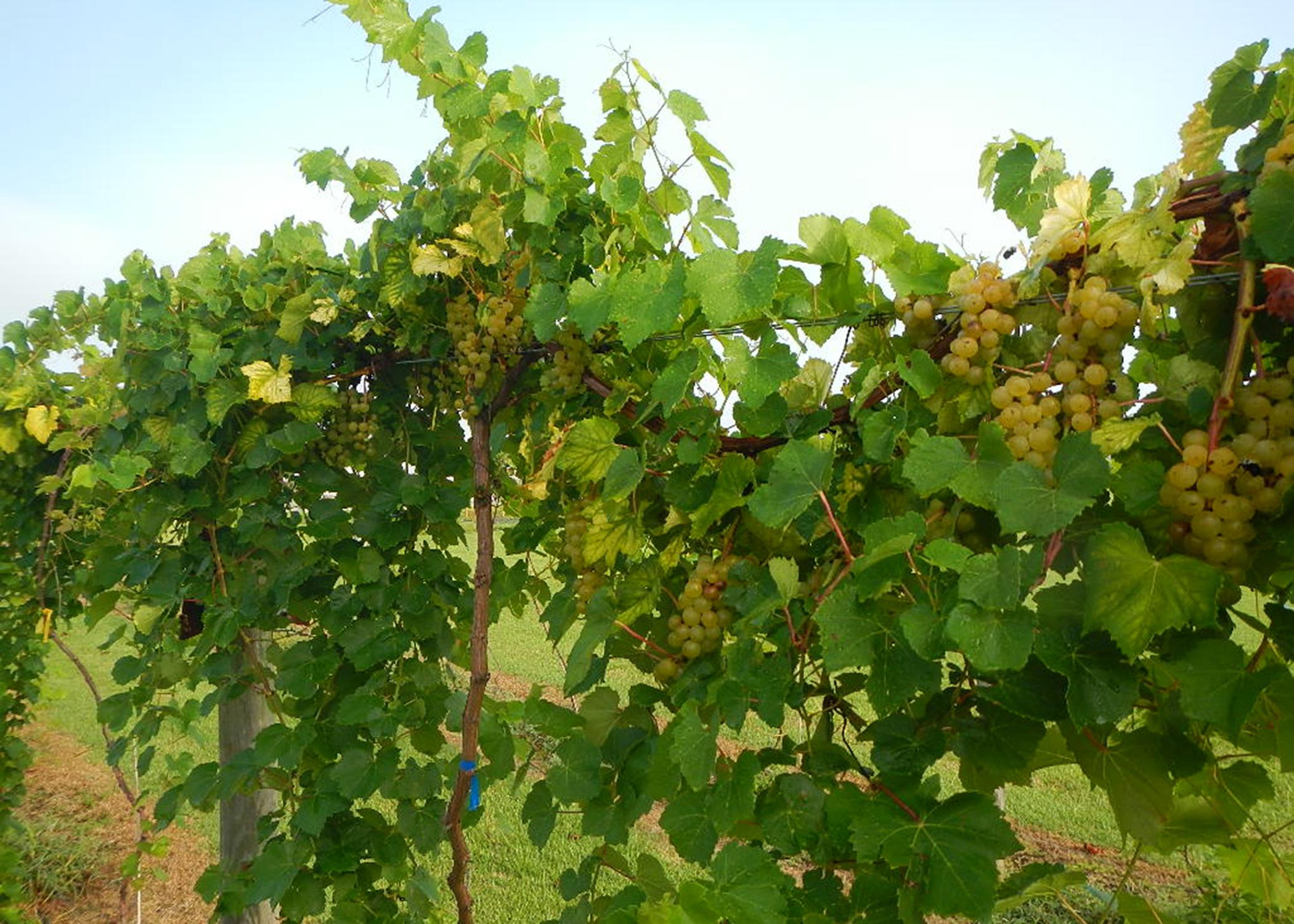 Clusters of grapes grow on a vine in an orchard.