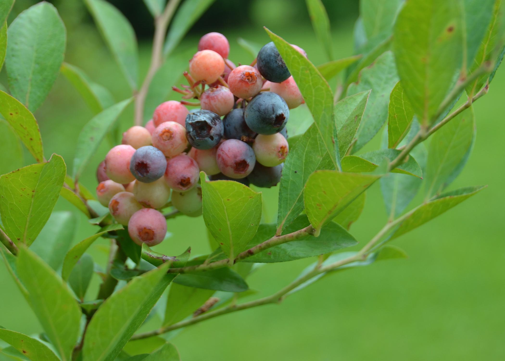 Blueberries ripen on a bush.