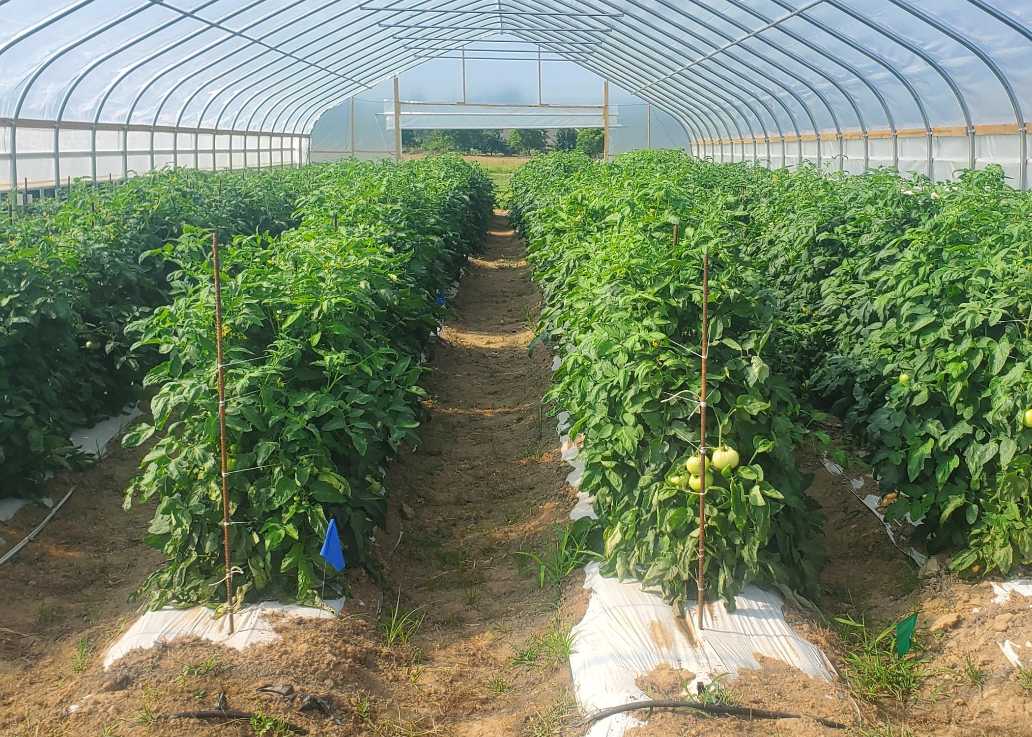 Plants grow in rows inside a greenhouse.