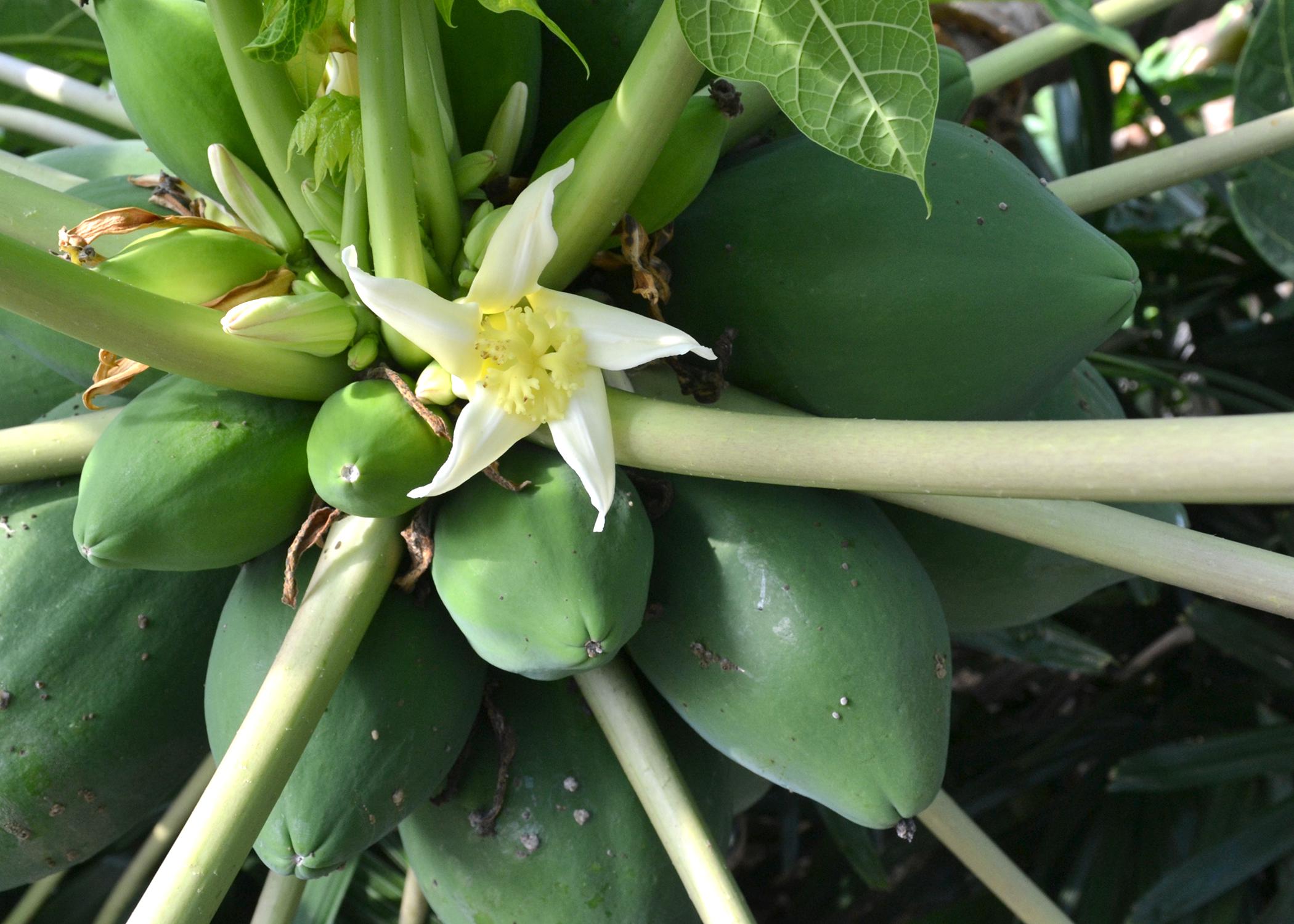 A white flower blooms next to green fruit.
