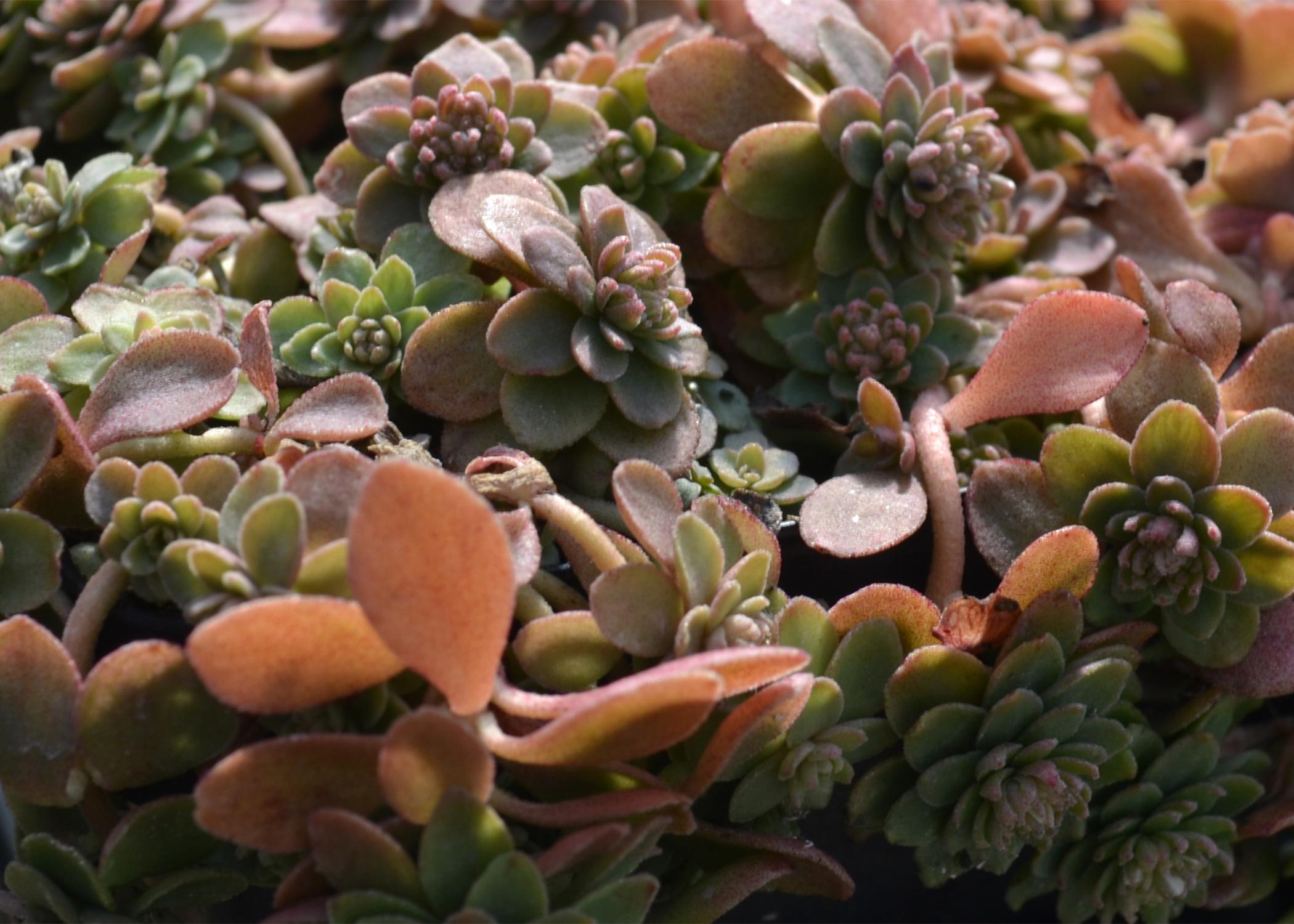 Closeup of thick, round succulent leaves that are reddish green.