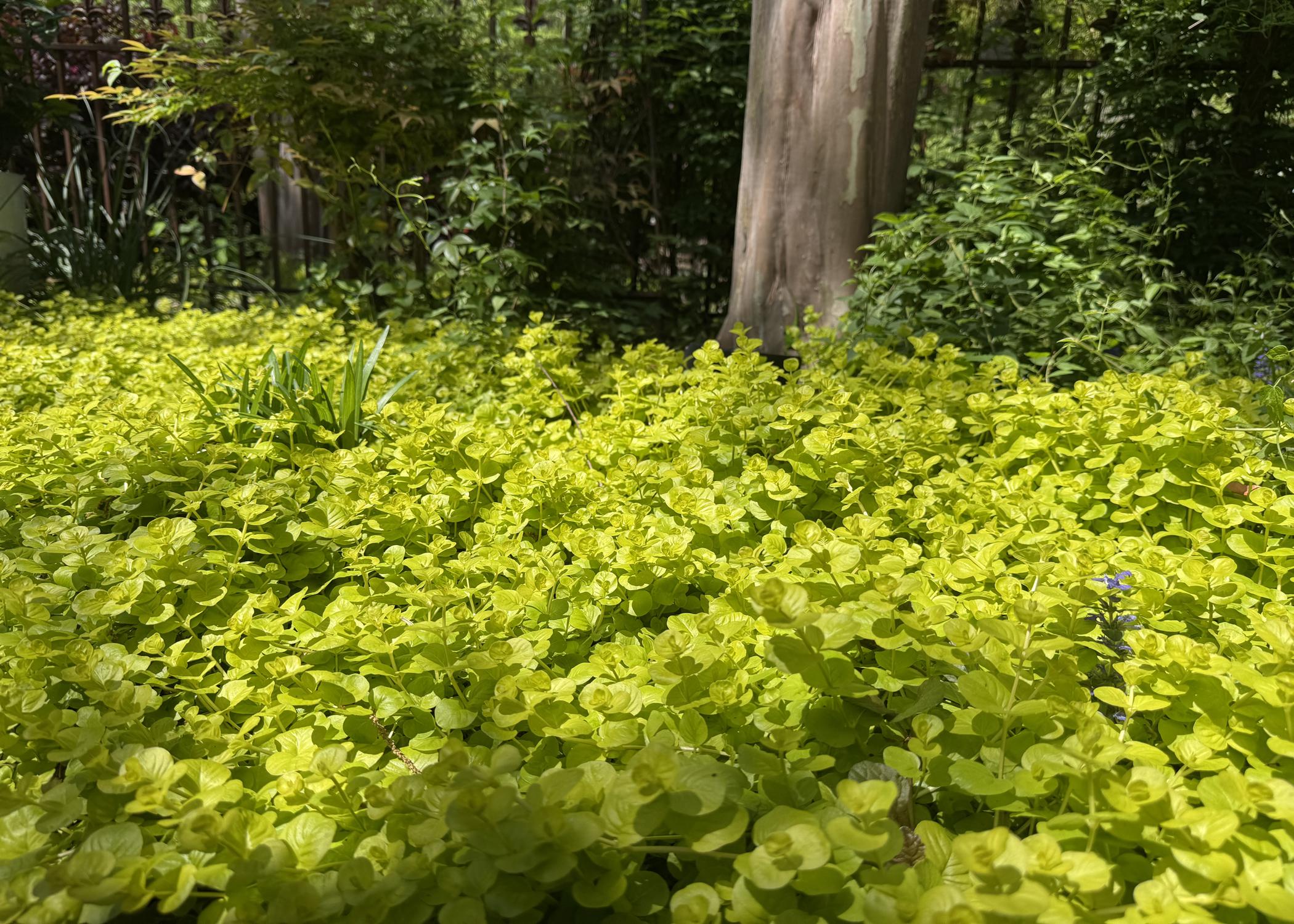 A mass of low, yellow plants covers the ground beneath a tree.