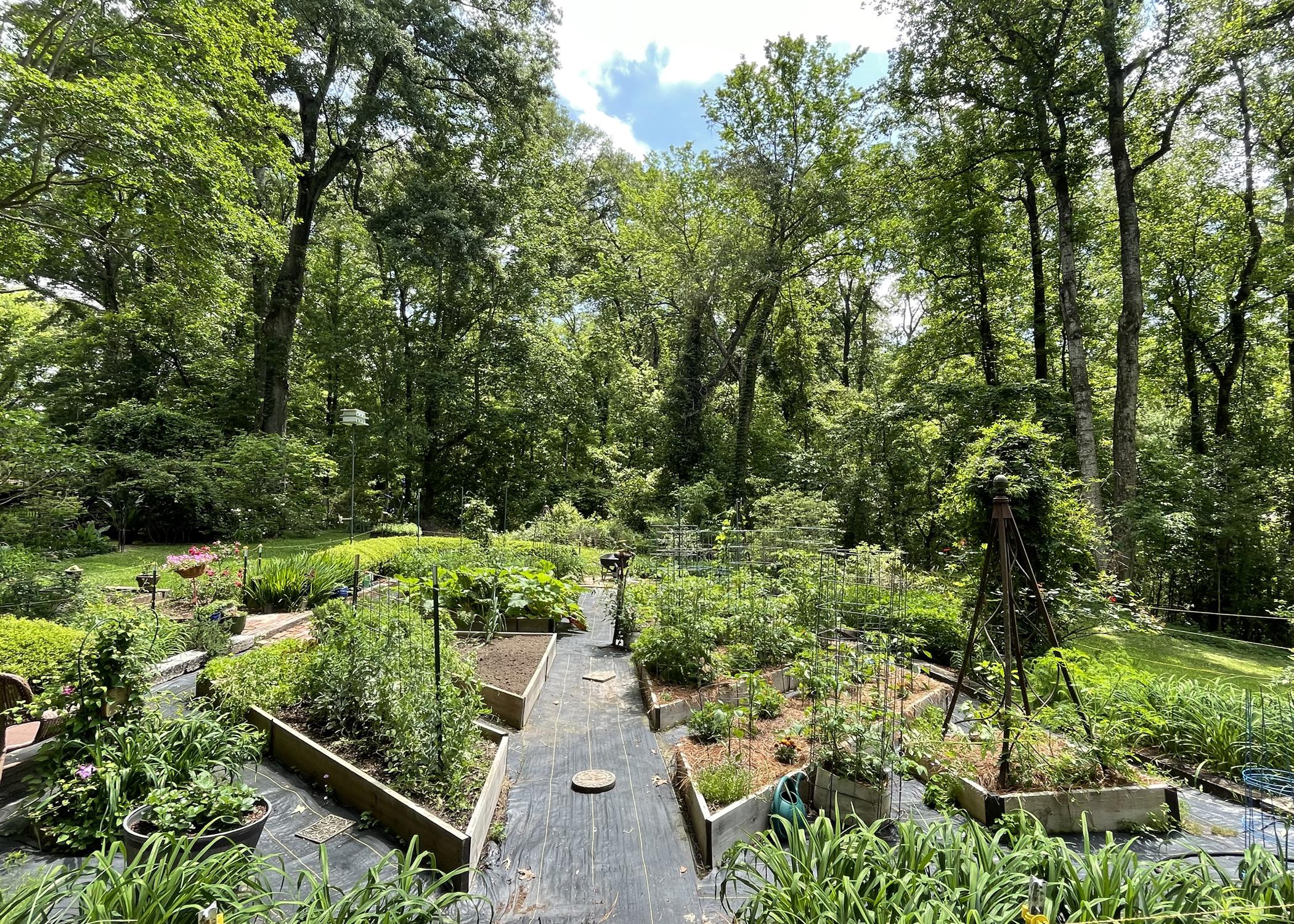 A garden is divided into raised beds with wide paths between them.
