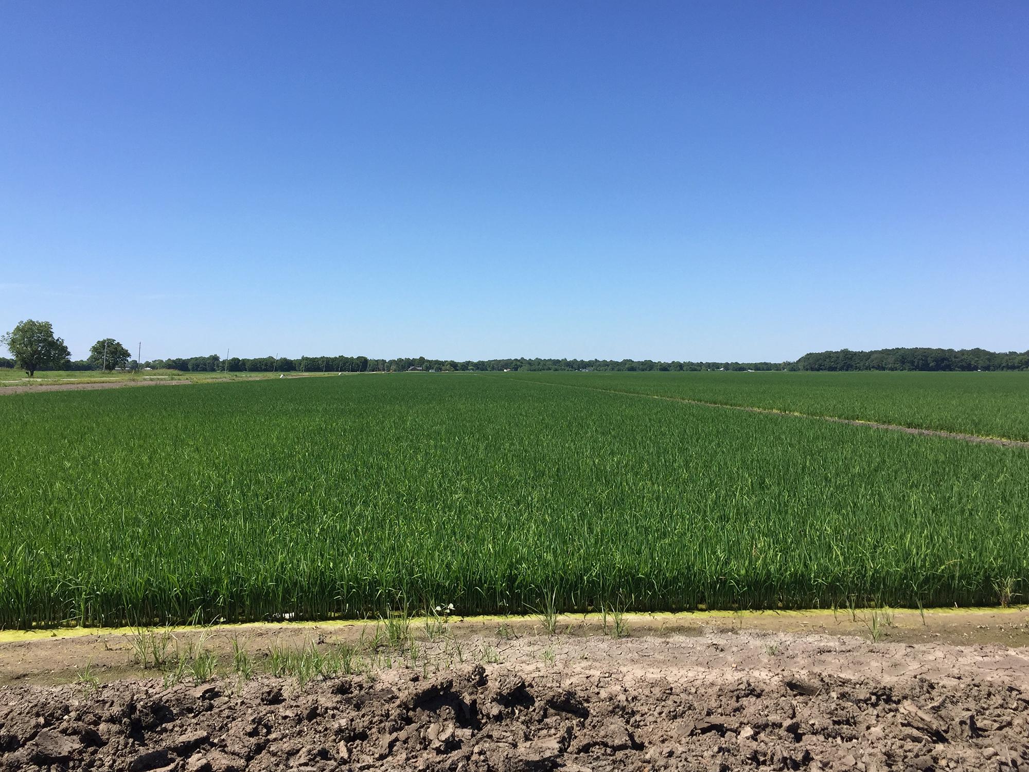 Mississippi’s rice crop was mostly in good or excellent condition in early June. This field in Washington County, Mississippi was photographed June 8, 2016. (Photo by MSU Extension Service/Bobby Golden)