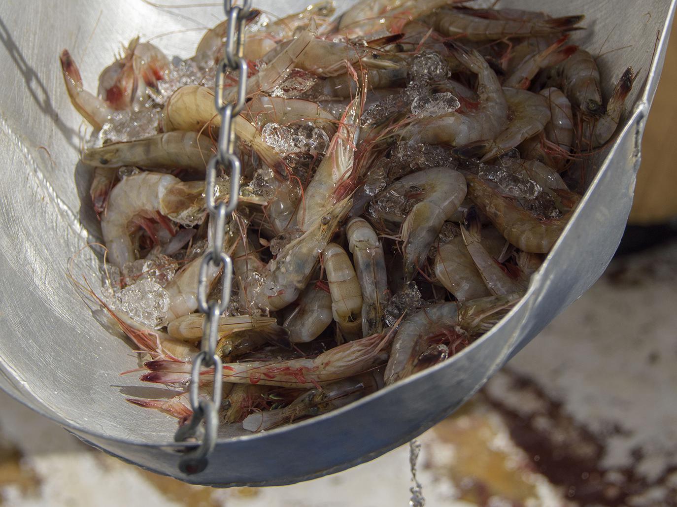 Mississippi’s shrimp season, which opened June 6, is mostly yielding small brown shrimp. However, hot weather and warmer water in the Gulf is creating ideal growing conditions for the shrimp. (File Photo by MSU Extension Service/Kevin Hudson)