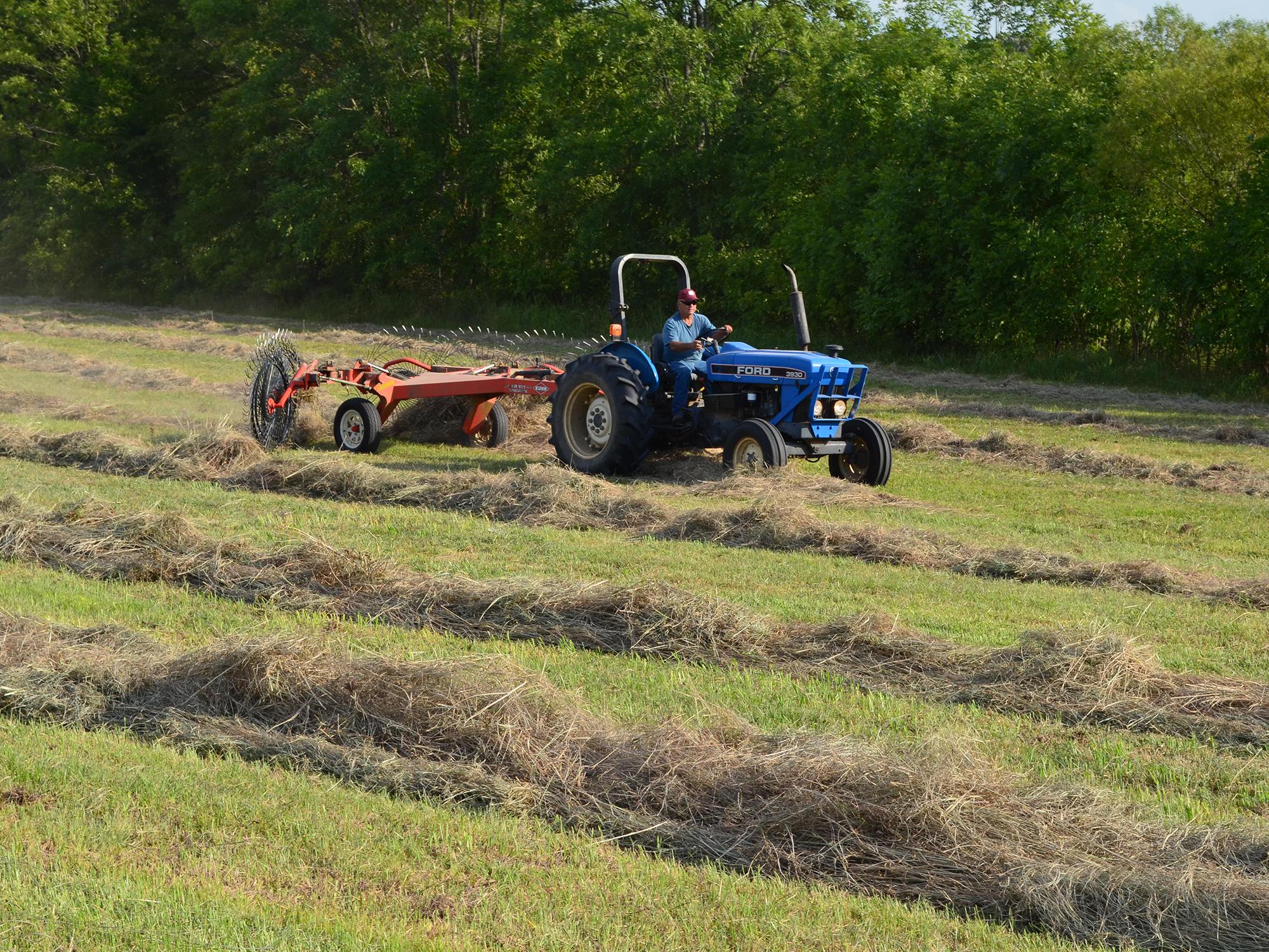 Johnny Howell rakes his last row of hay before moving on to the next field on Aug. 3, 2016, in the Bell Schoolhouse Community north of Starkville, Mississippi. The state’s hay production is projected to fall slightly this year, as growers face heat-induced infestations of fall armyworms. (Photo by MSU Extension Service/Linda Breazeale)