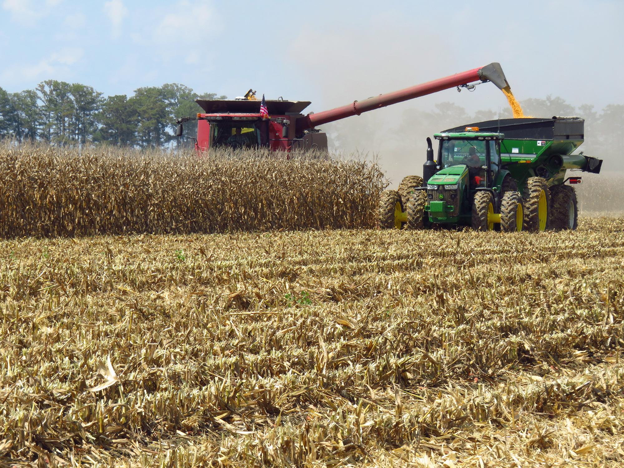 Despite rain delays, corn harvest is in full swing across Mississippi on fields such as this one on a Leflore County farm in Morgan City on Aug. 24, 2016. (Photo by MSU Extension Service/Erick Larson)