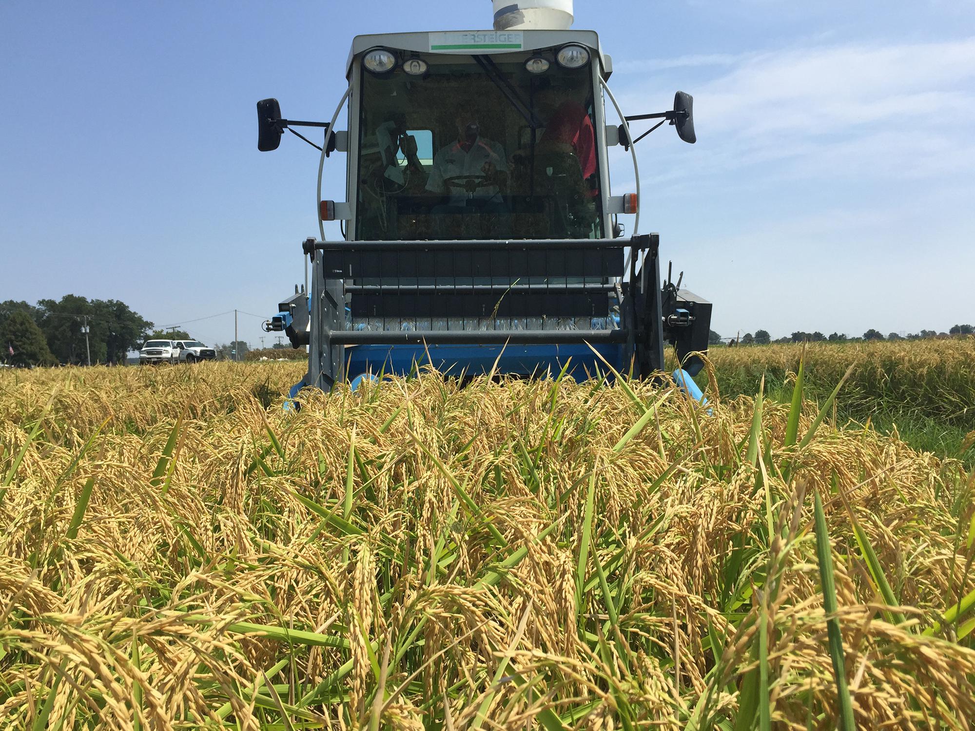 Mississippi State University field personnel begin the rice harvest on test plots at the Delta Research and Extension Center in Stoneville, Mississippi. (File photo by MSU Extension Service/Bobby Golden)