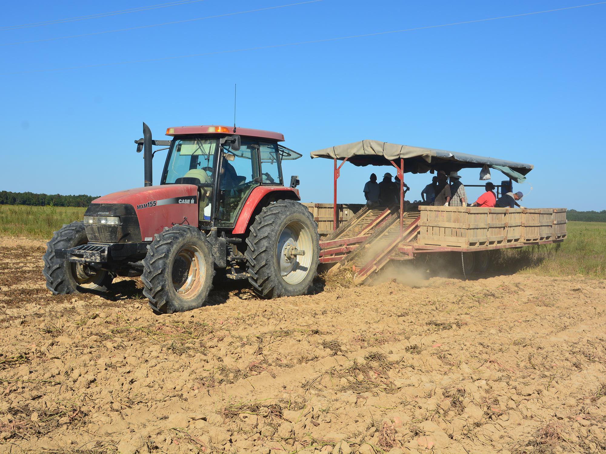 This tractor creeps across a Vardaman, Mississippi, field Sept. 20, 2016, digging sweet potatoes while workers sort them based on size and quality. (Photo by MSU Extension Service/Linda Breazeale)