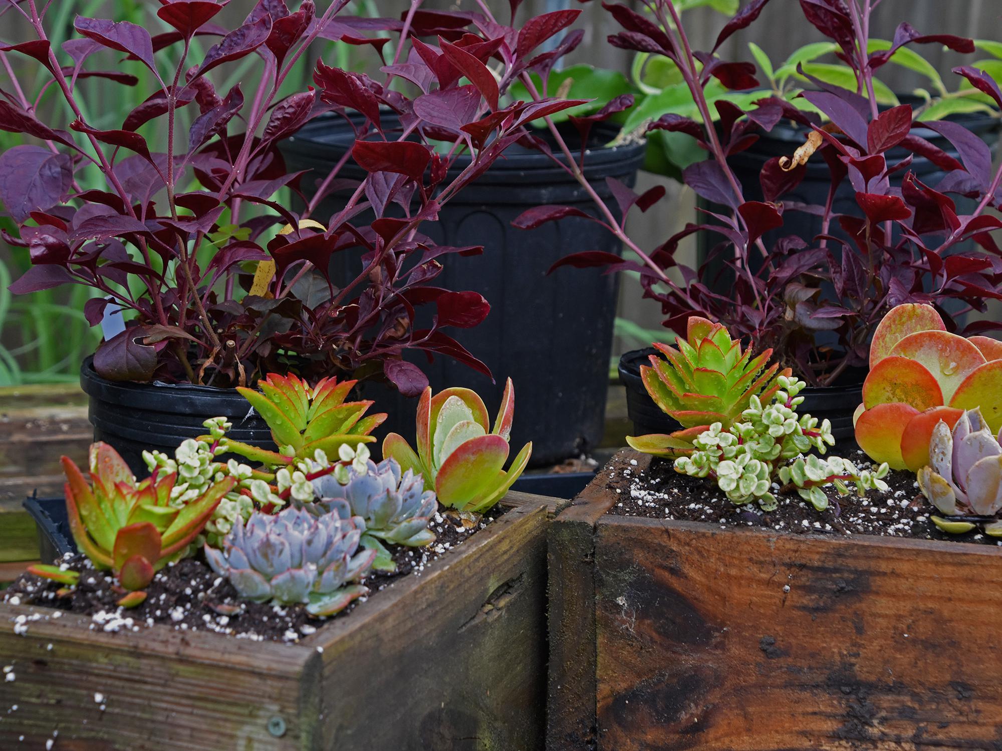 The use of succulents is a popular trend in the green industry. These plants with soft, juicy leaves and stems are good choices for low-water-use gardening. (Photo by MSU Extension Service/Gary Bachman)