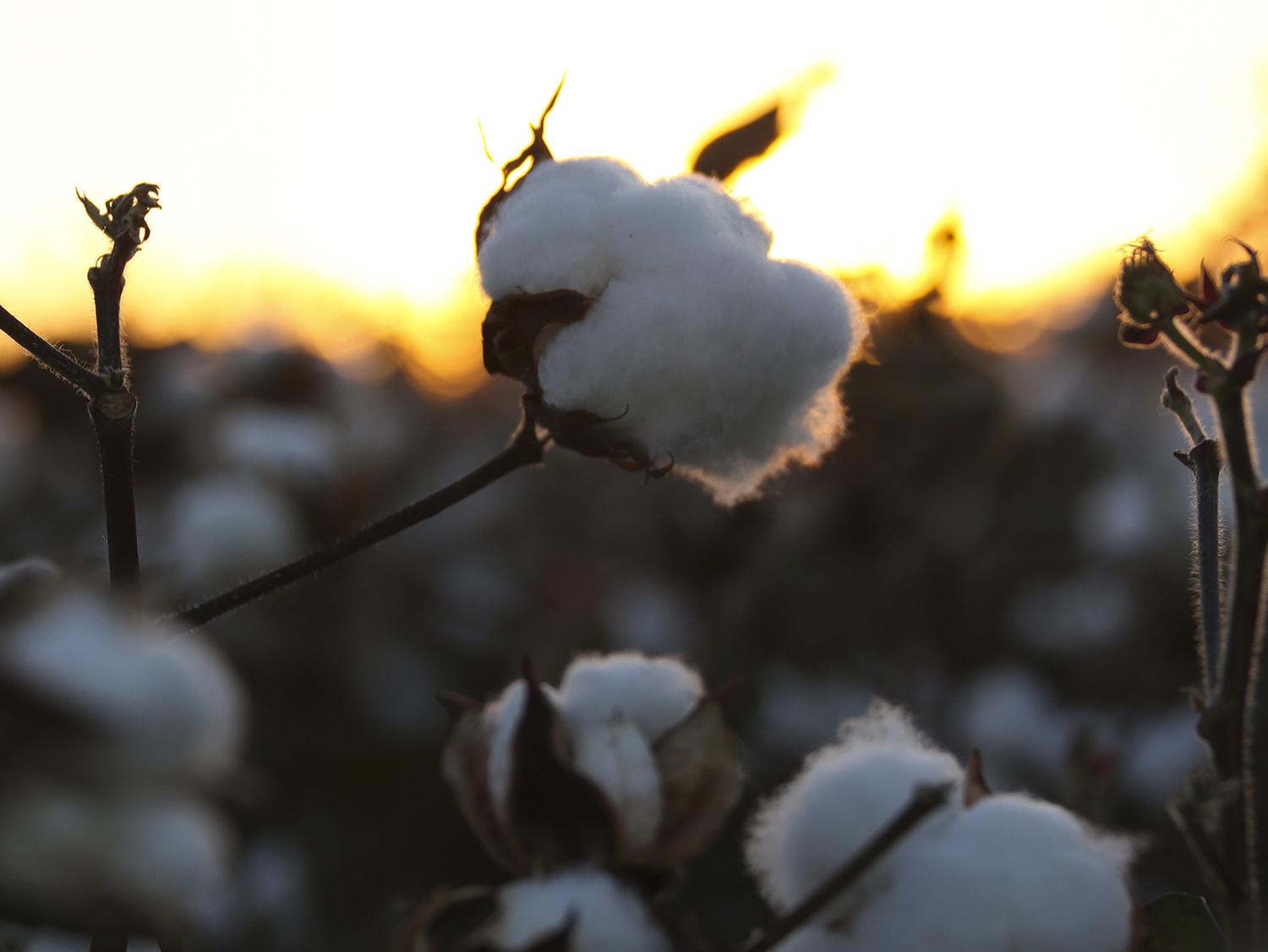 Mississippi producers are expected to plant 550,000 cotton acres this year to meet high export demand. If realized, this will be a 26 percent increase over last year’s production. (File photo by MSU Extension/Kat Lawrence)