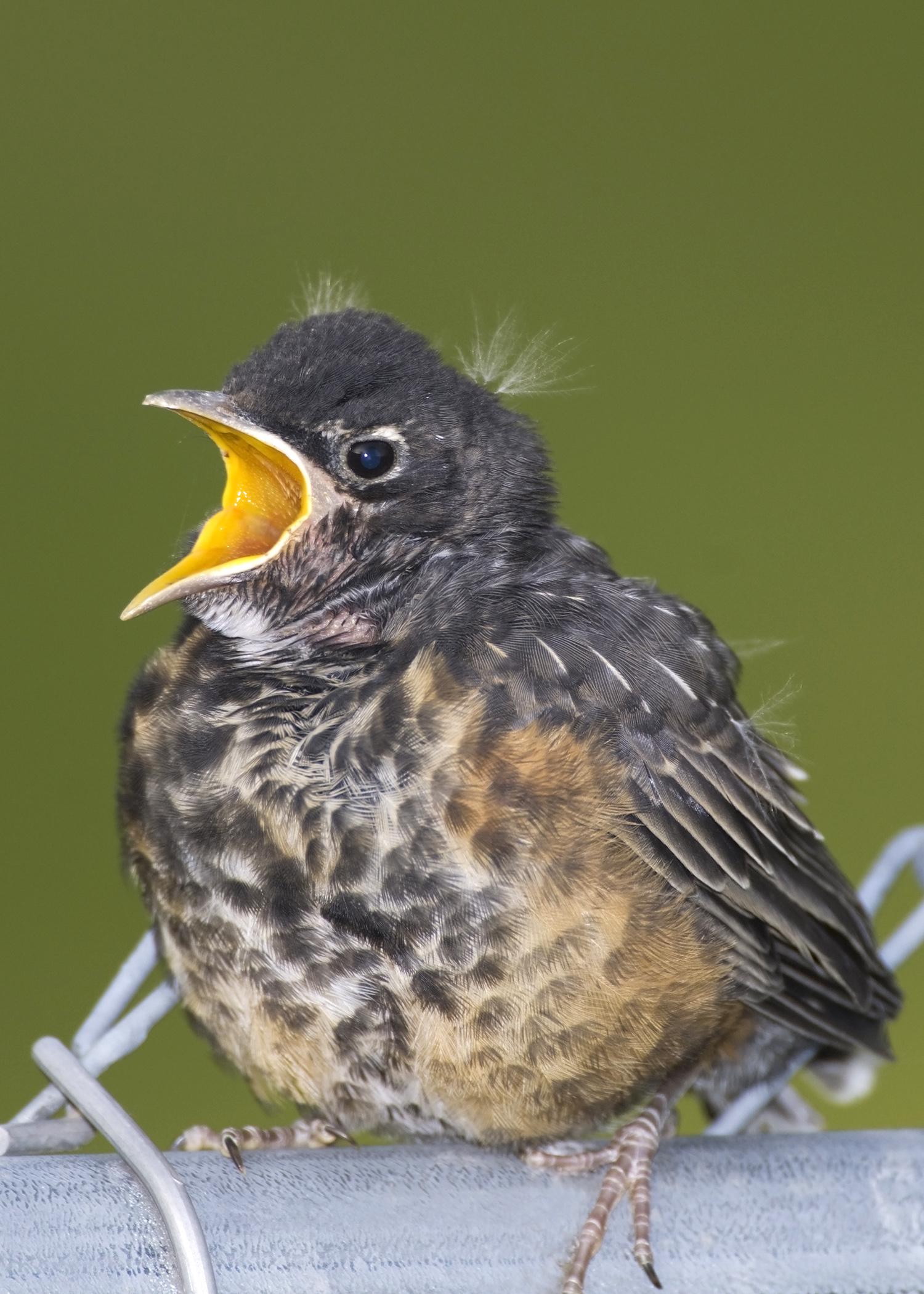 Baby wild animals, such as this robin, may appear abandoned, but usually a parent is nearby. Humans should let nature take its course. (Submitted photo)