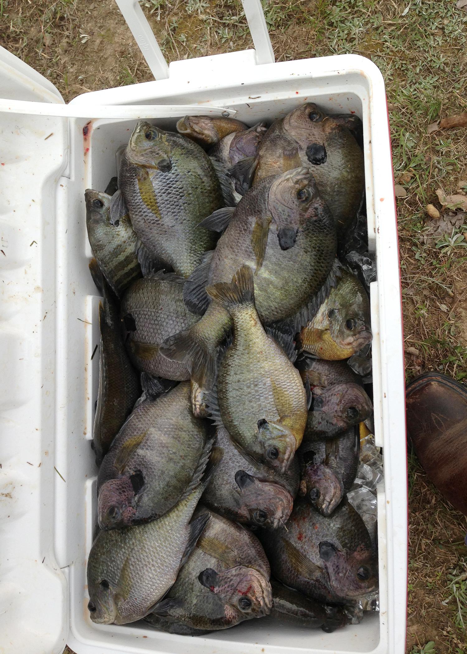 Pond owners may want to consider using fertilization programs to increase fish production. However, discontinuing the program can lead to an unhealthy fish population. (File photo by MSU Ag Communications)