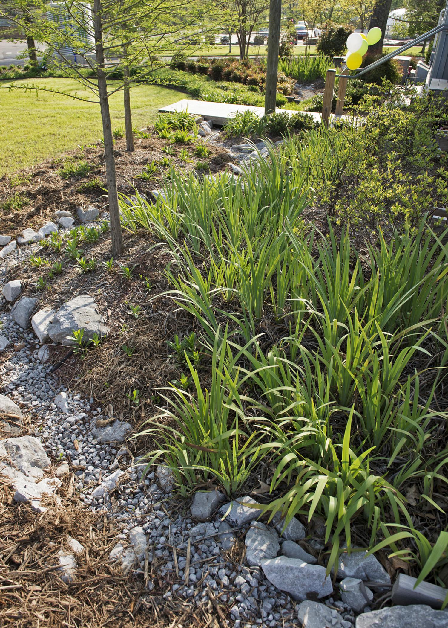 The landscape at the Oktibbeha County Heritage Museum in Starkville includes native plants and rainwater capture strategies to make the most of water resources. (Photo by MSU Office of Public Affairs/Megan Bean)