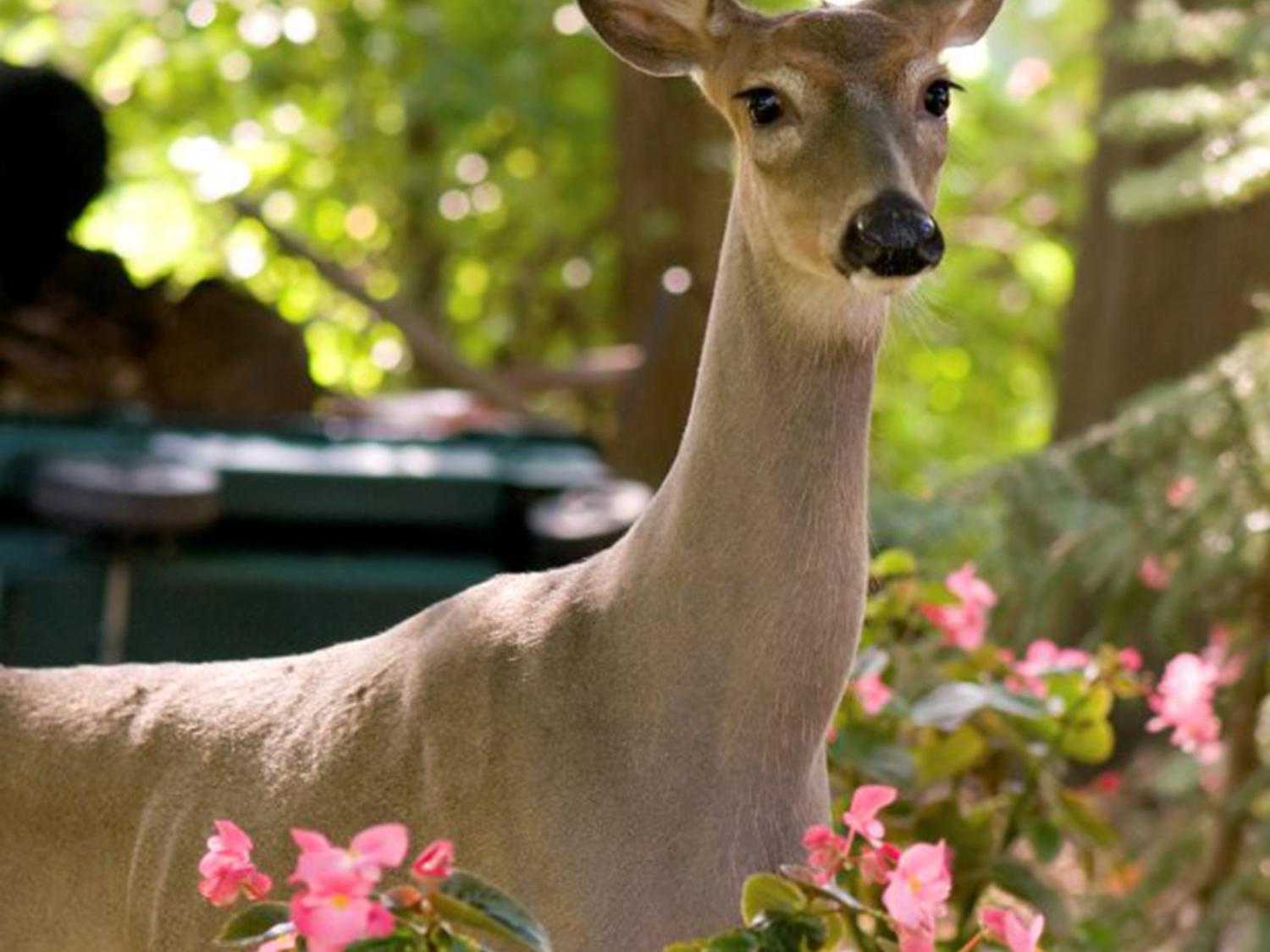 Although Mississippi remains fairly rural, deer seek refuge in areas that offer shelter, plentiful food, few predators and abundant water sources, so they frequently are found snacking in suburban flowerbeds. (Photo by iStock)