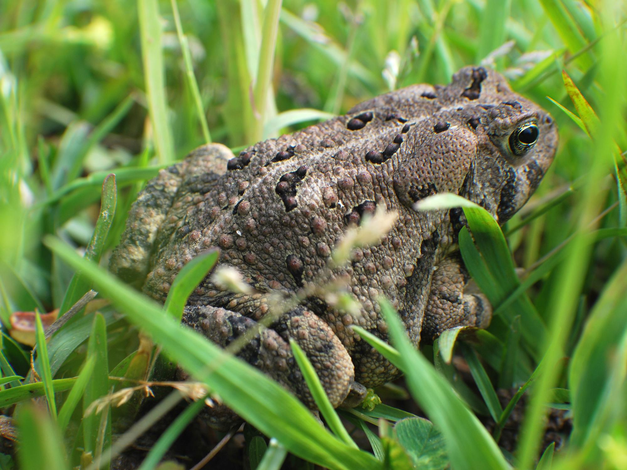 Contrary to popular belief, handling toads does not cause warts. (Photo courtesy of Evan O'Donnell)