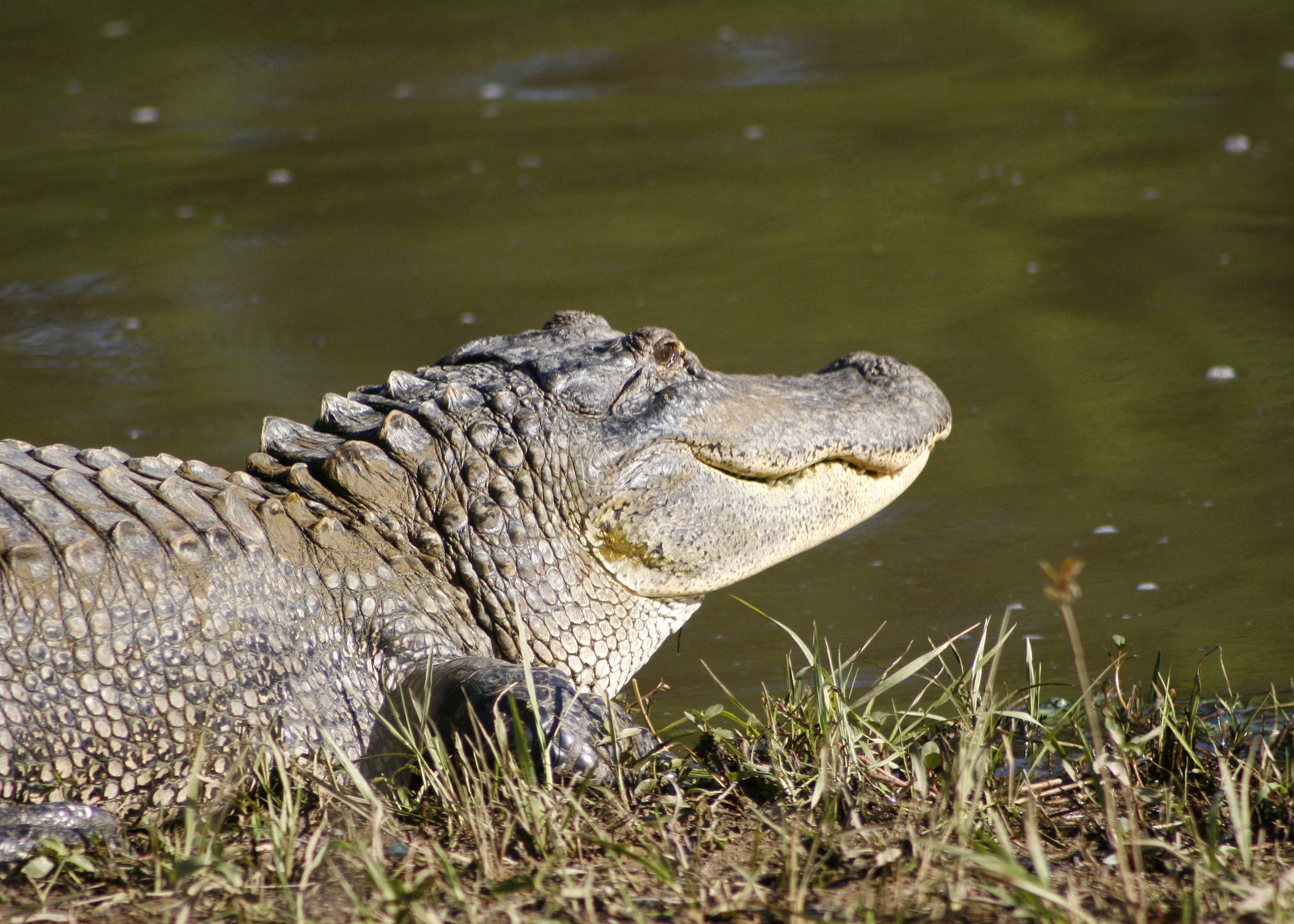 Alligators, such as this one at the Sam D. Hamilton Noxubee National Wildlife Refuge, are native to Mississippi and have rebounded from the endangered species list. (File photo by MSU Ag Communications/Kat Lawrence)