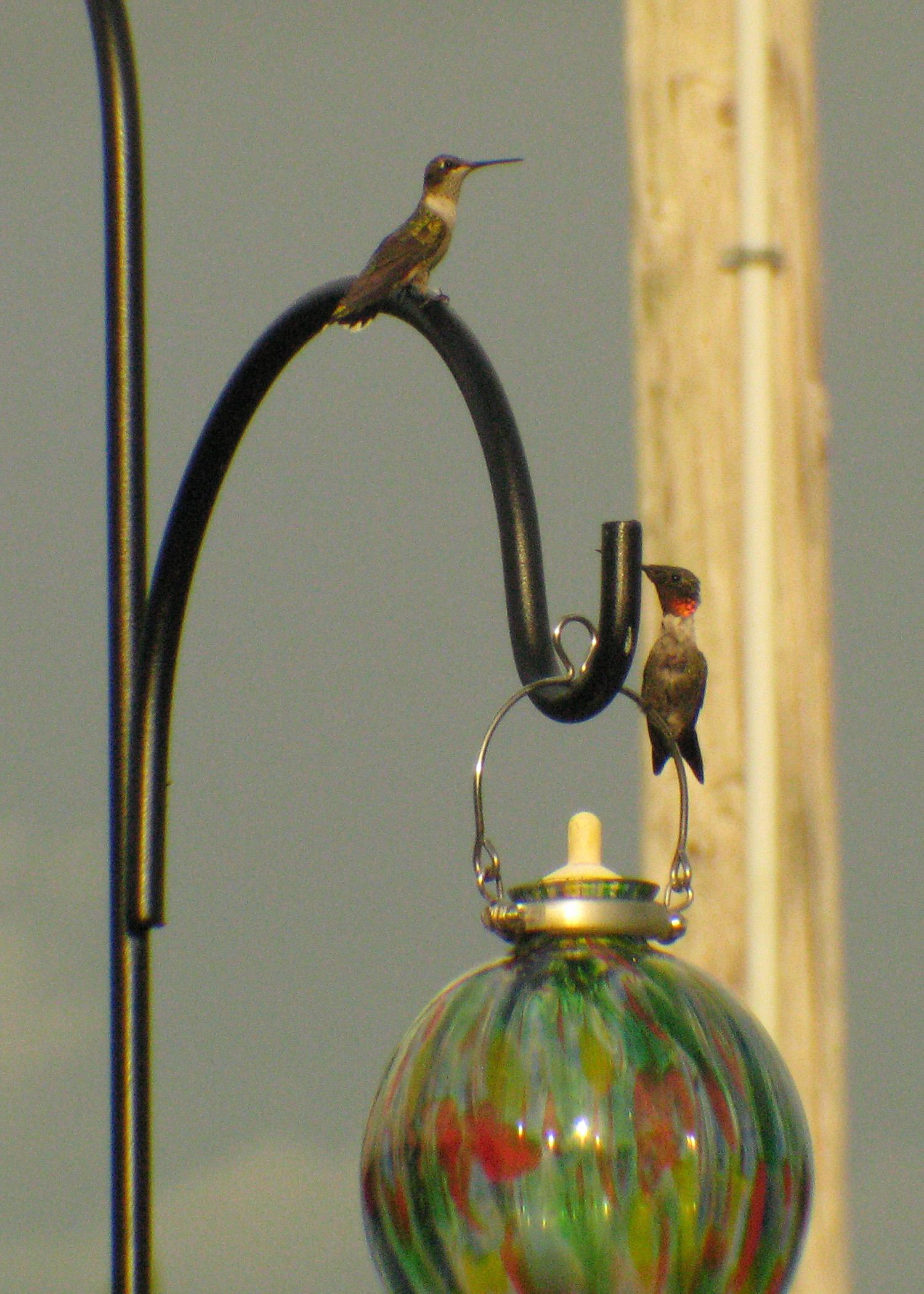 Hummingbirds are responsible for pollinating at least 150 plant species. Many hummingbird enthusiasts hang out feeders from March through November, when the birds migrate south. It is best to leave feeders out until no hummingbirds are seen for two weeks. (Photo by MSU Ag Communications)