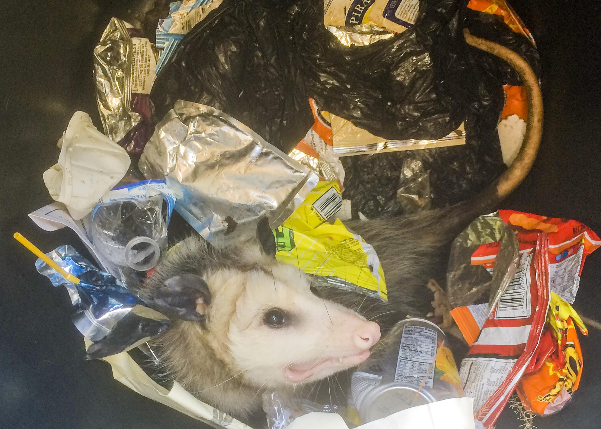 Opossums that live near people may visit vegetable gardens, compost piles, pet food dishes or garbage cans such as this one. (Photo by MSU Extension/Evan O’Donnell)