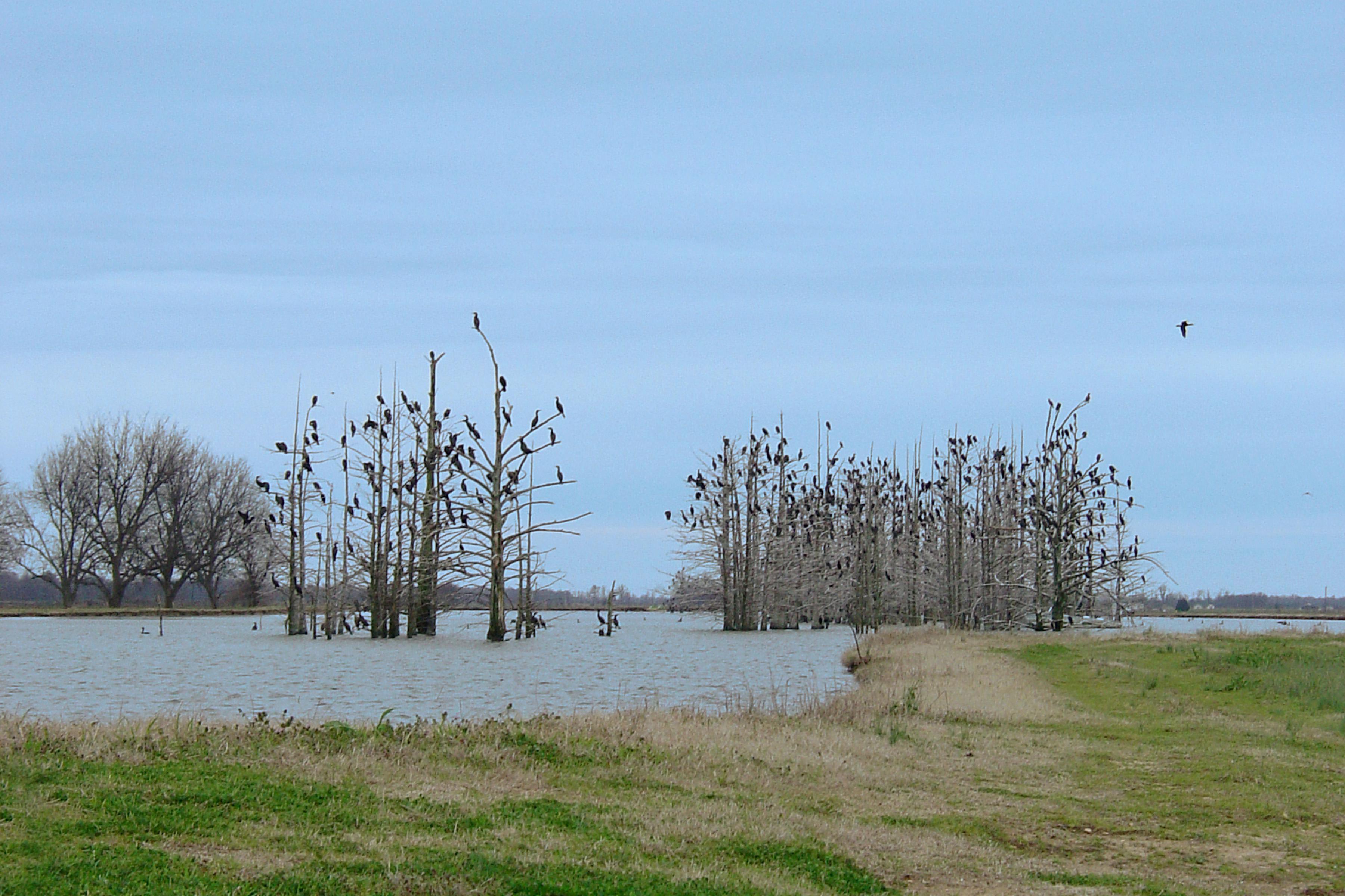 Large groups of cormorants typically roost at night in clusters of trees, such as these, and spend their days fishing in natural lakes, rivers and catfish ponds, to the dismay of Mississippi’s catfish producers. (File photo by MSU Extension Service)