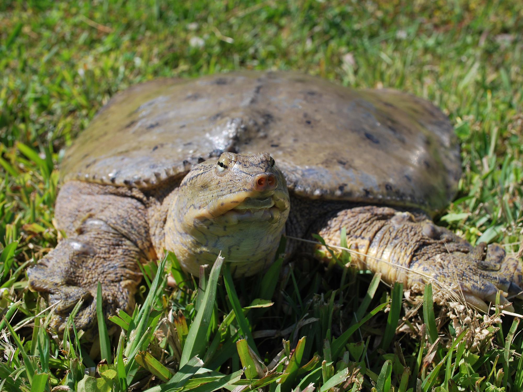 Turtles pose no major threat to fish populations in ponds. In fact, they have a beneficial effect on water quality by scavenging for dead animals and plants. (Photo by Evan O’Donnell/MSU Extension)