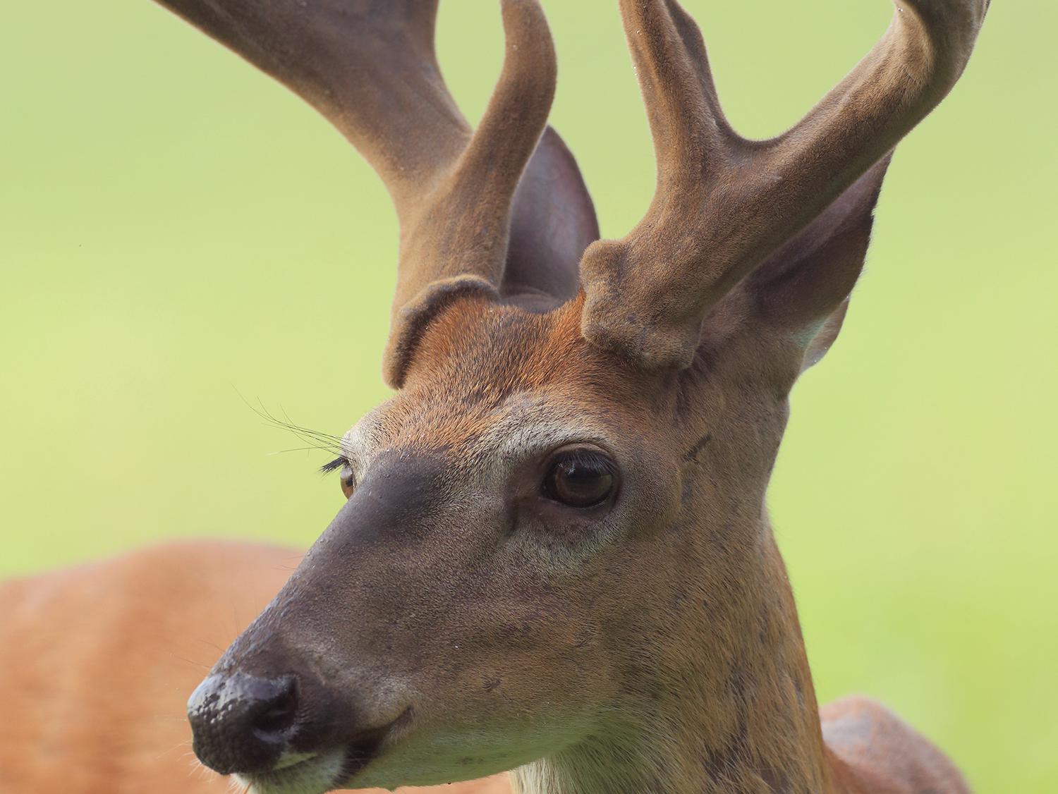 During spring and summer while bucks’ antlers are growing, they are covered with a tissue called velvet, as seen here. (Photo courtesy of Steve Gulledge)