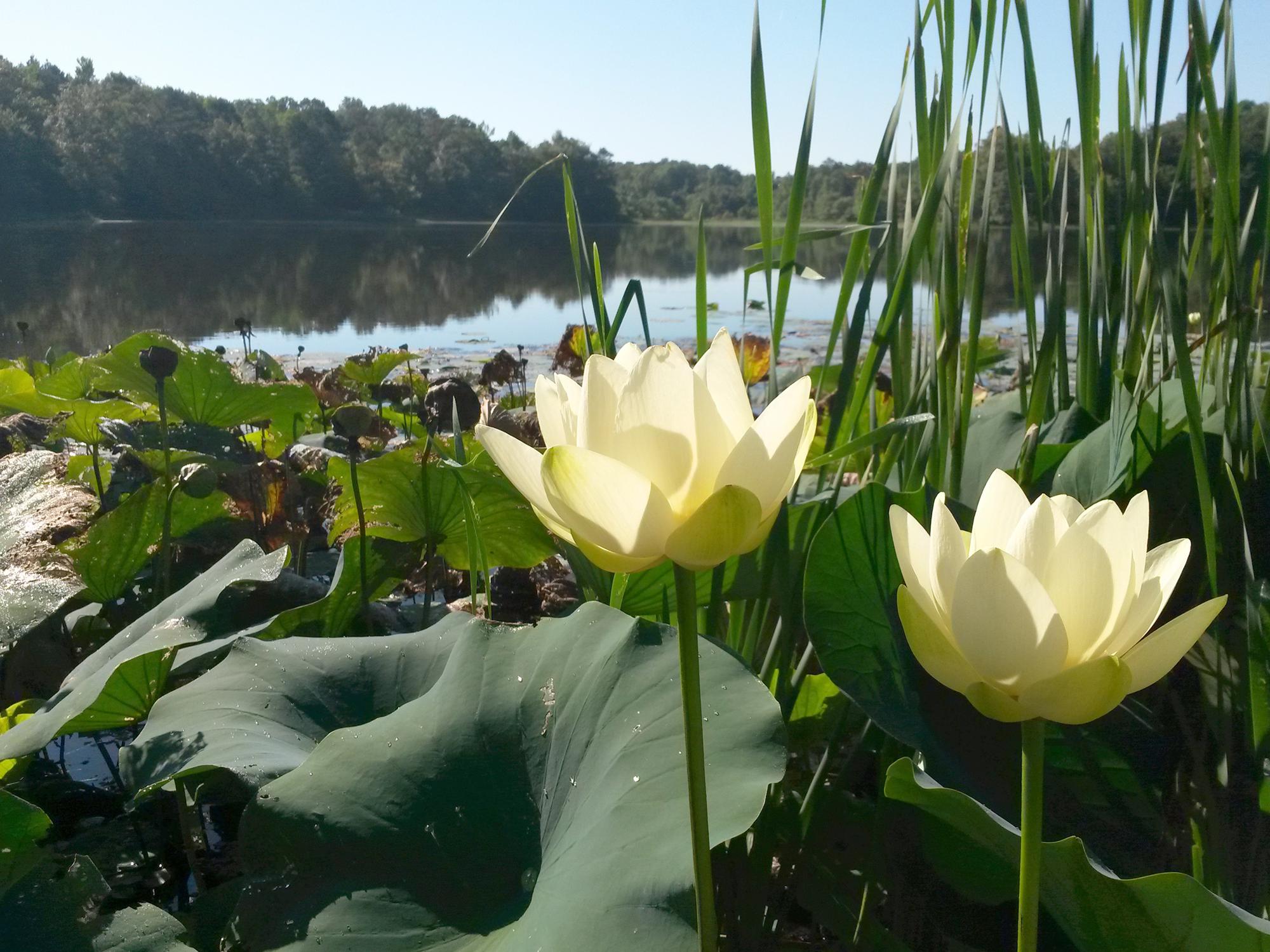 Pond weeds start growing early as soon as day length and water temperatures allow, so start a weed management program before they become a problem. (Photo by MSU Extension/Wes Neal)