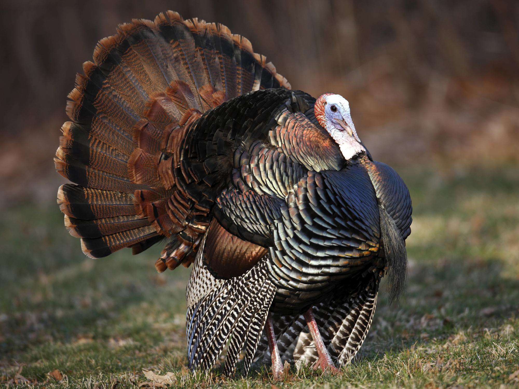 The adult male turkey, called a gobbler or tom, gobbles in an attempt to attract as many hens as possible with the intent of breeding. (Photo by iStock)