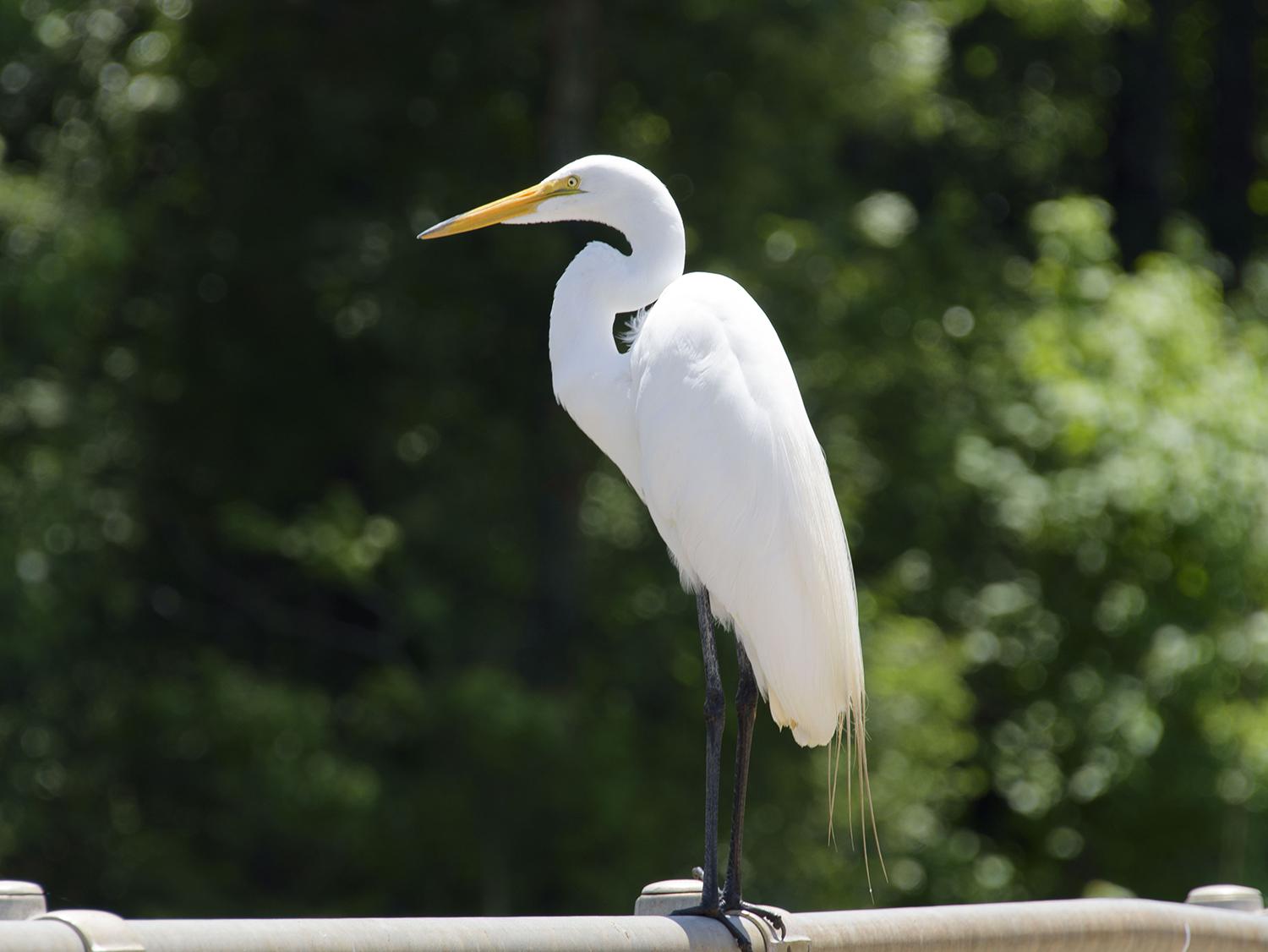 Great egrets, such as this one resting at the Sam D. Hamilton Noxubee National Wildlife Refuge in 2015, are not uncommon sights in Mississippi’s state parks. The refuge is located in Noxubee, Oktibbeha and Winston counties. (File photo by MSU Extension Service/Kevin Hudson)