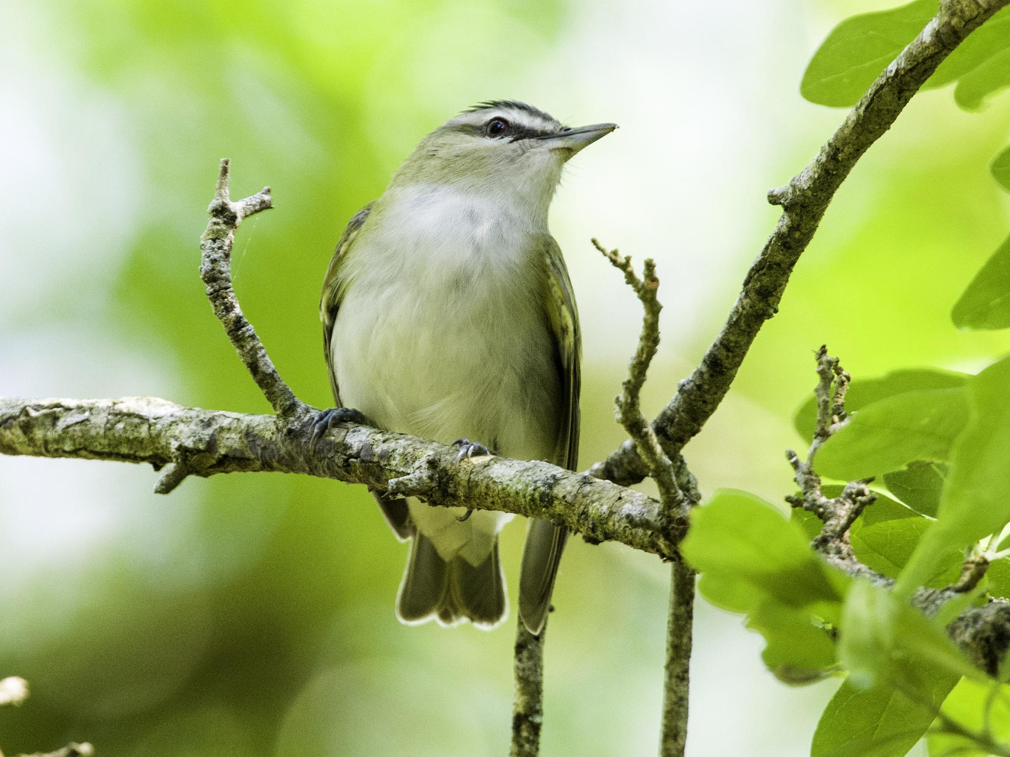 Male red-eyed vireos can sing an average of 20,000 times a day. (Submitted photo)