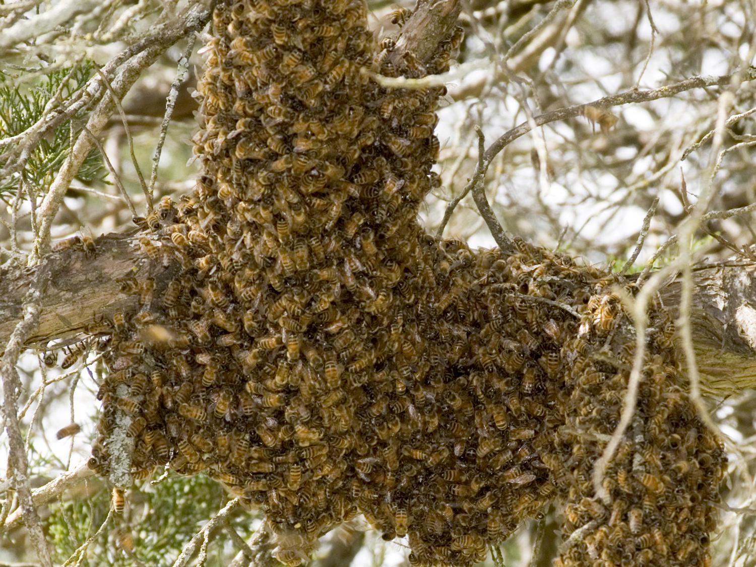 As bee swarms land on branches and other objects this spring, do not disturb them. The honeybees are seeking a new home and will usually move on within a few days. (MSU Extension Service file photo)