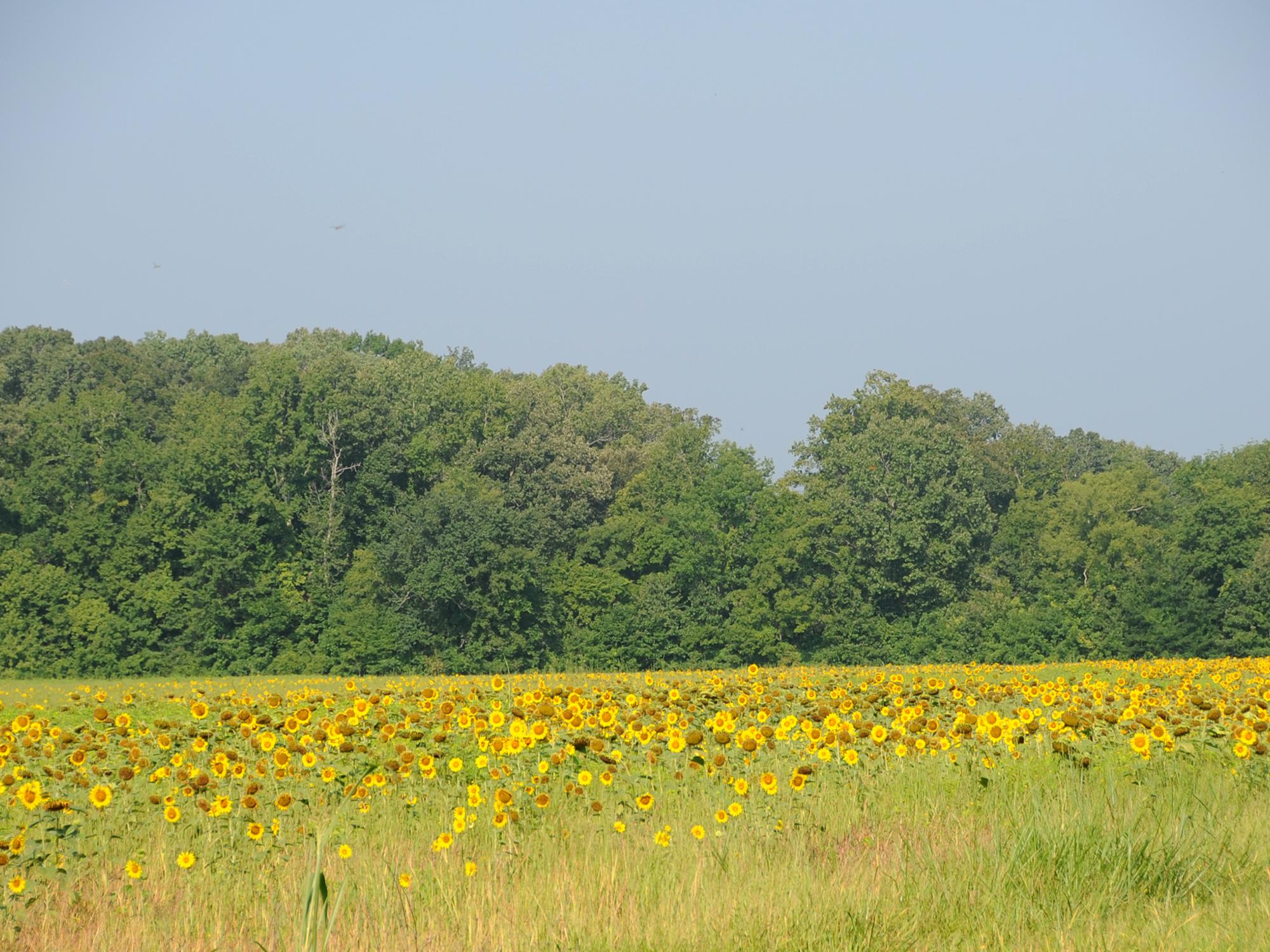 Sunflower fields offer photographers scenic settings in the summer. Later in the fall, fields like this one offer doves some of their favorite dining options. (MSU Extension Service file photo/Kat Lawrence)