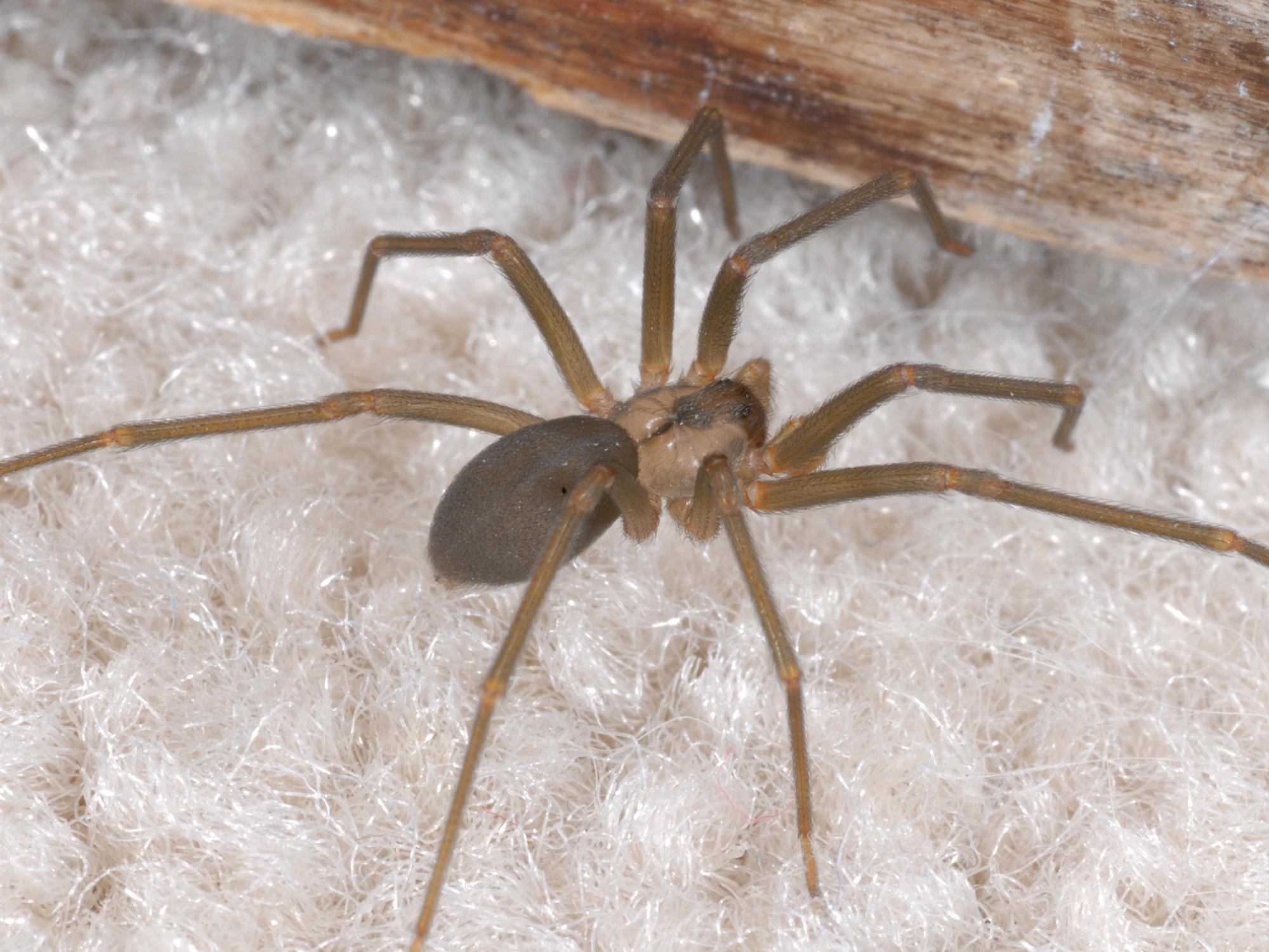The dark, fiddle-shaped pattern on the back of the brown recluse helps distinguish it from other spiders. Because of their reclusive nature, watch out for these venomous spiders in dark, neglected areas. (Photo by MSU Extension Service/Blake Layton)