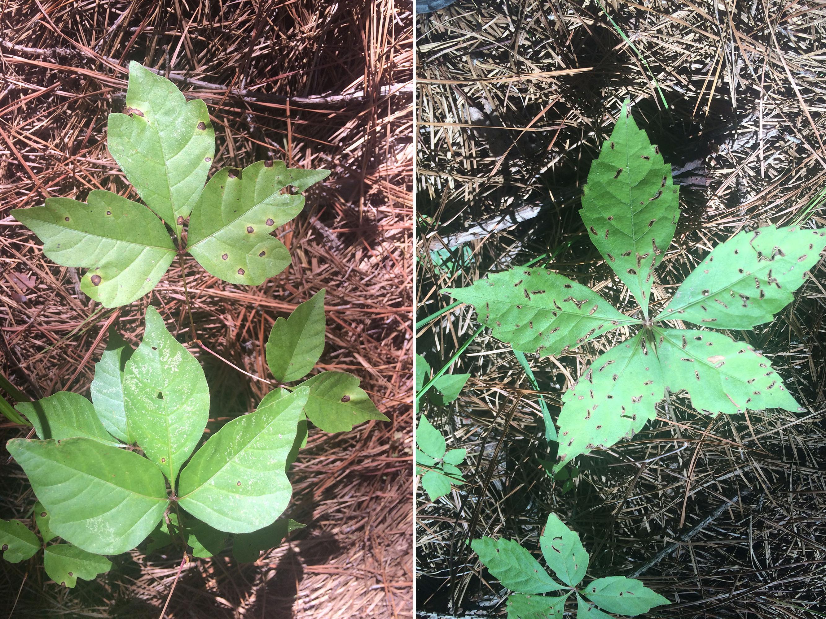 “Leaves of three, let them be” (left) is the rhyme people use to identify poison ivy while it is actively growing, but every part of the plant can cause itchy outbreaks, even during winter dormancy. Virginia creeper (right) is often mistaken for the three-leaved poison ivy, but there is no need to fear these vines with five leaves. (Photos by MSU Extension Service/Evan O’Donnell)