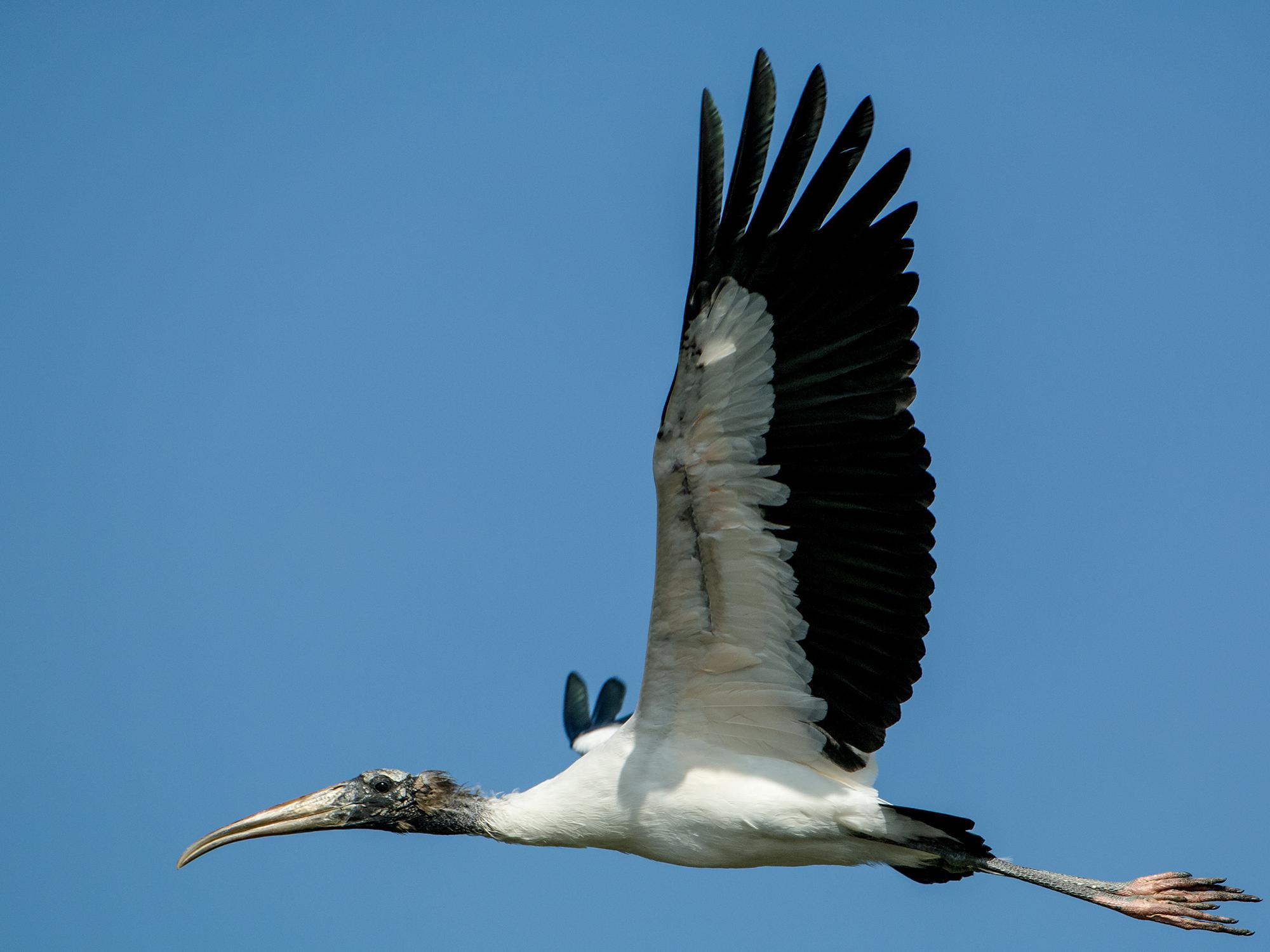 Wood storks stand out in the sky with their long wingspans, black-and-white color patterns and slow wing beats. (Photo by Bill Stripling).  