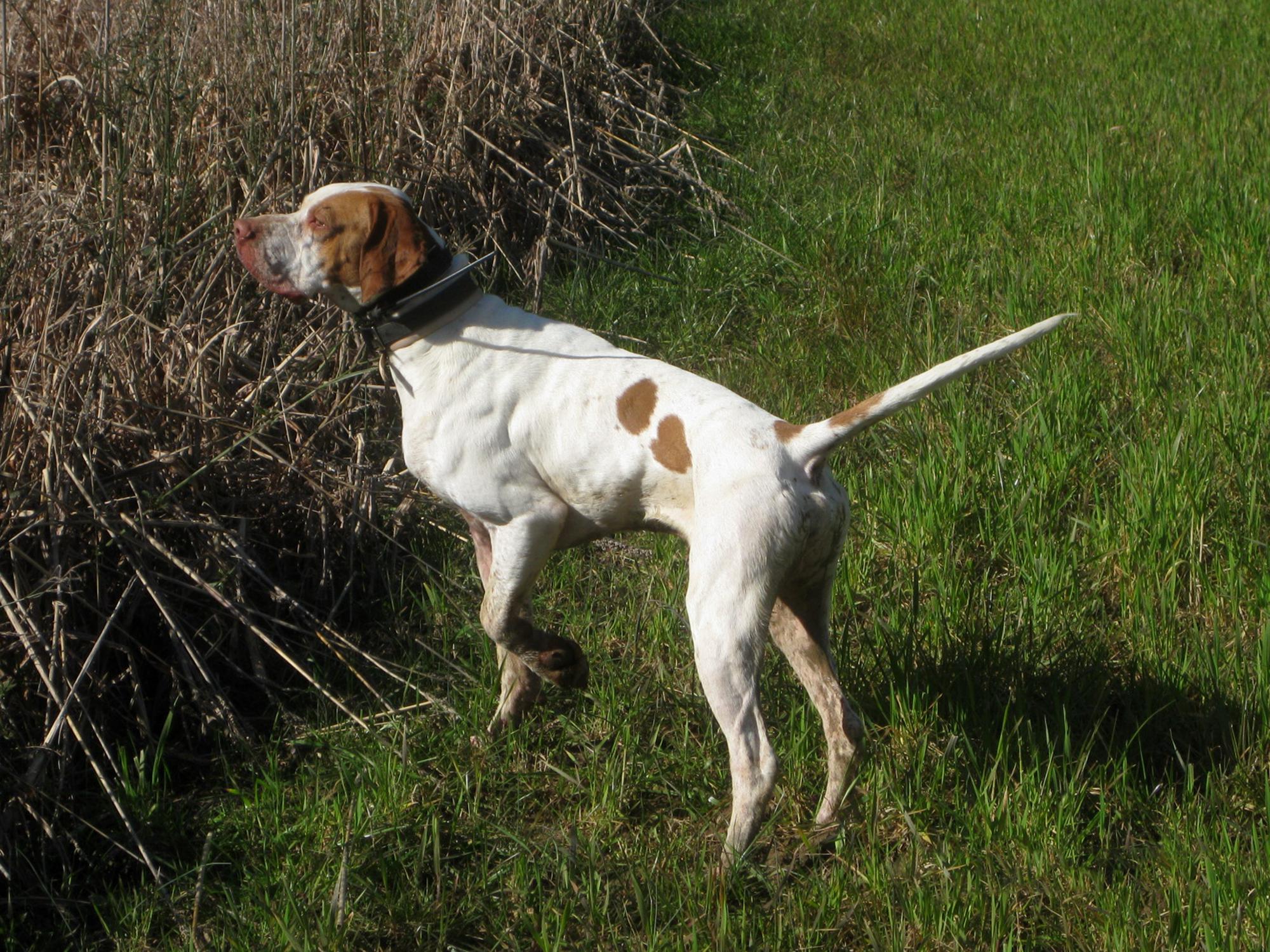 Landowners should consider several factors when preparing hunting leases for their land, including what wildlife species individuals may hunt on the land -- from bobwhite quail to white-tailed deer. (Photo by MSU Extension Service/Daryl Jones)