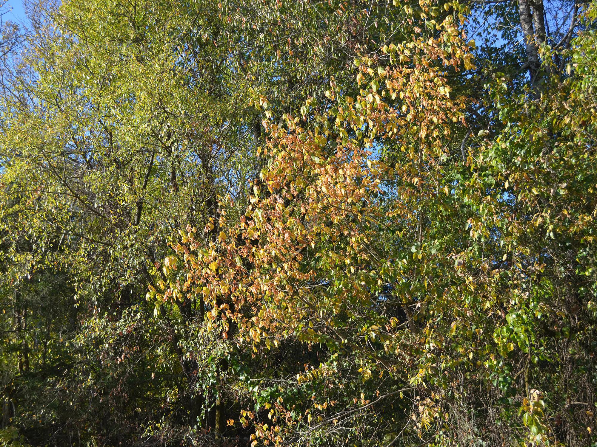 Mississippi foliage is just beginning to change to fall colors in Oktibbeha County on Oct. 12, 2016. (Photo by MSU Extension Service/Linda Breazeale)