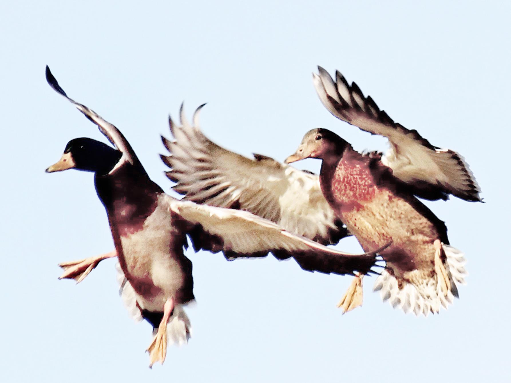 As winter weather brings cold and ice, waterfowl will leave Northern habitats to find suitable resources down South. (Submitted photo)